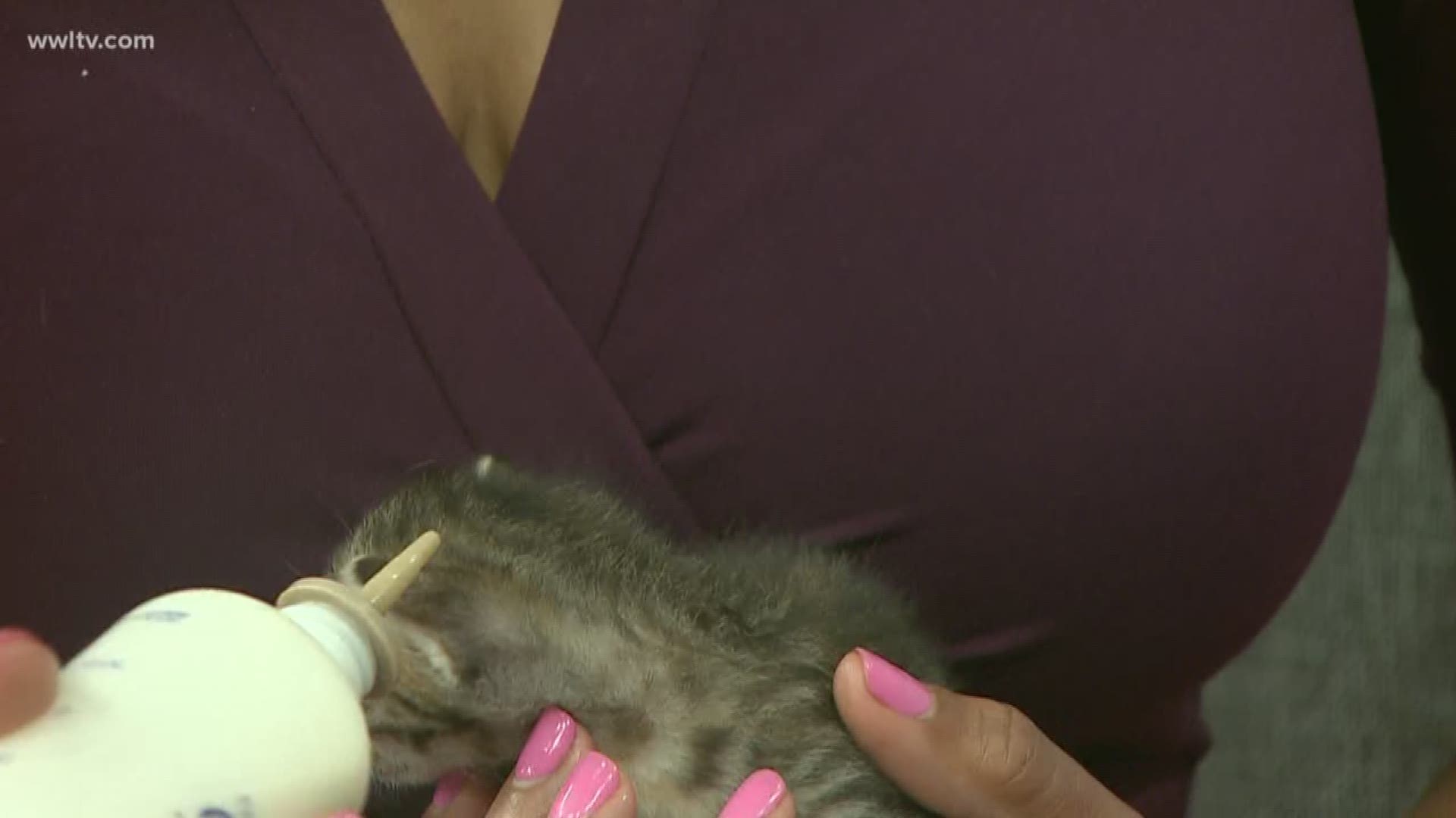 Sara Dawdy from LASPCA has some tips if you find a new born kitten in trouble.