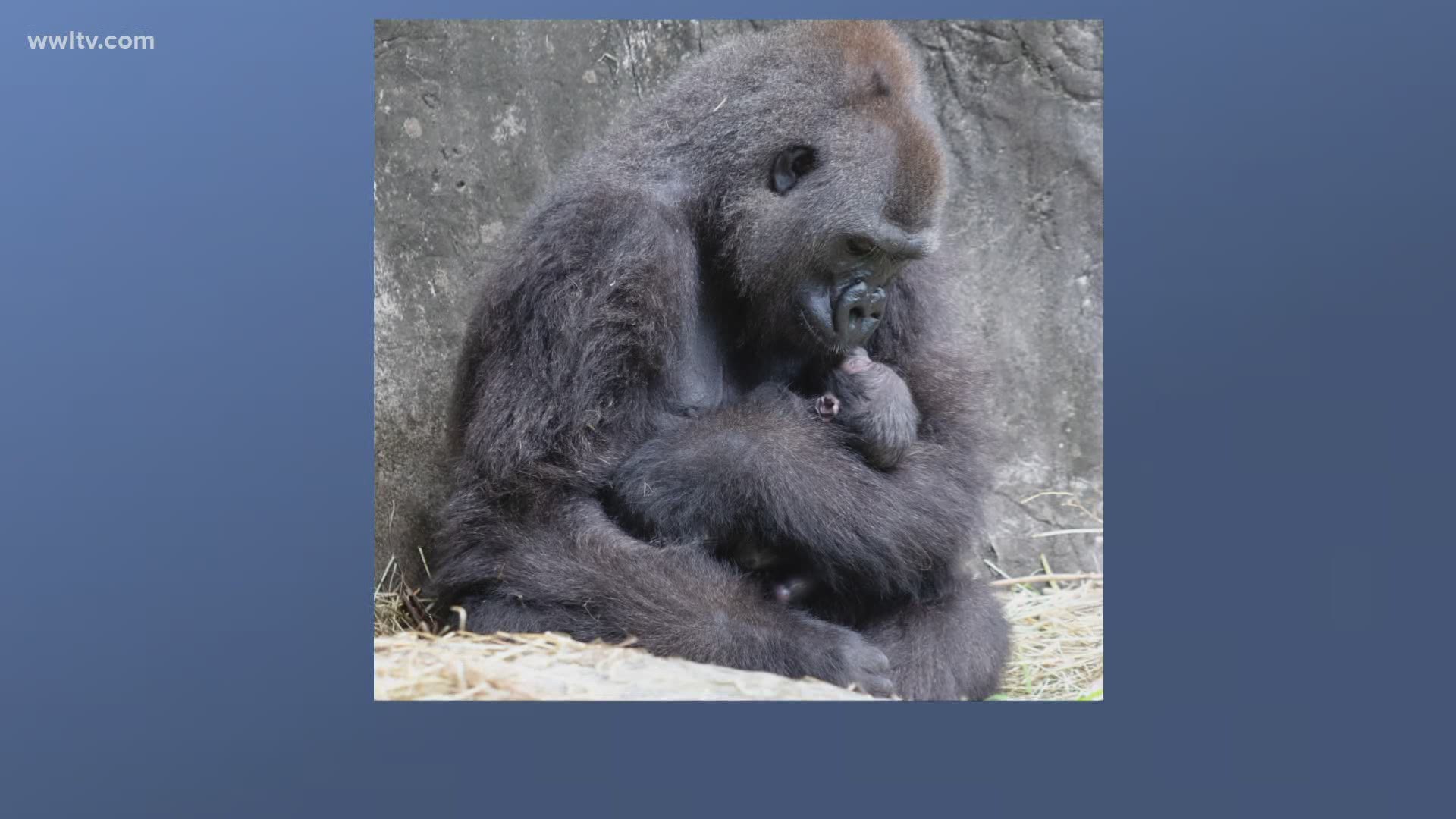 The six day old gorilla was the first gorilla birth for the zoo in 24 years.