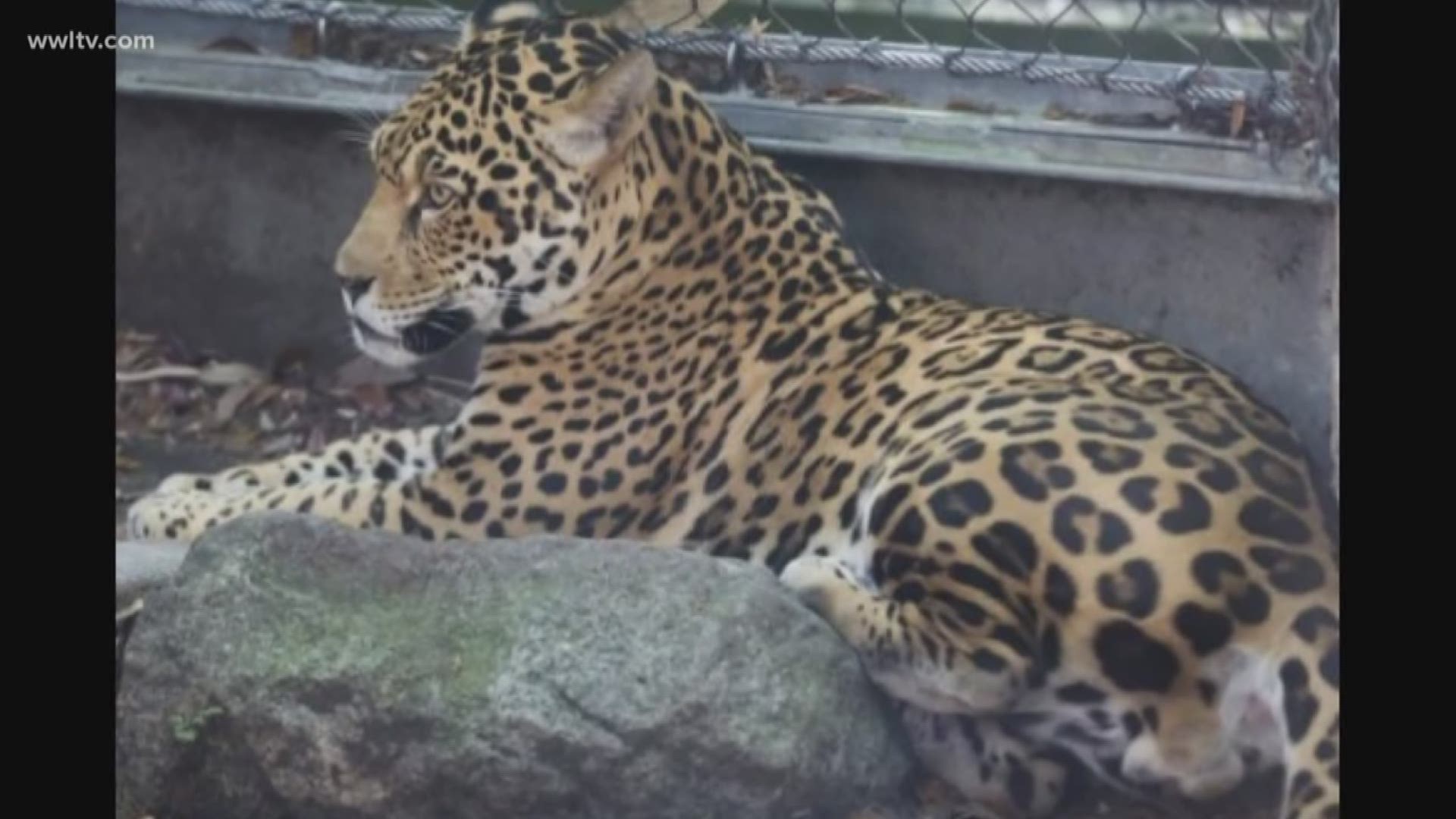 3 animals injured, 6 animals dead after jaguar escapes Audubon Zoo exhibit  