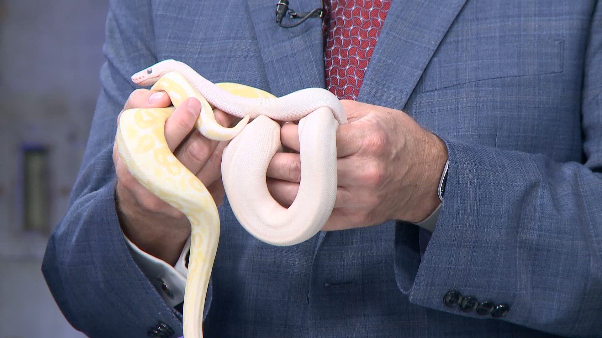 Reptile education with 'The Gator Man' | wwltv.com