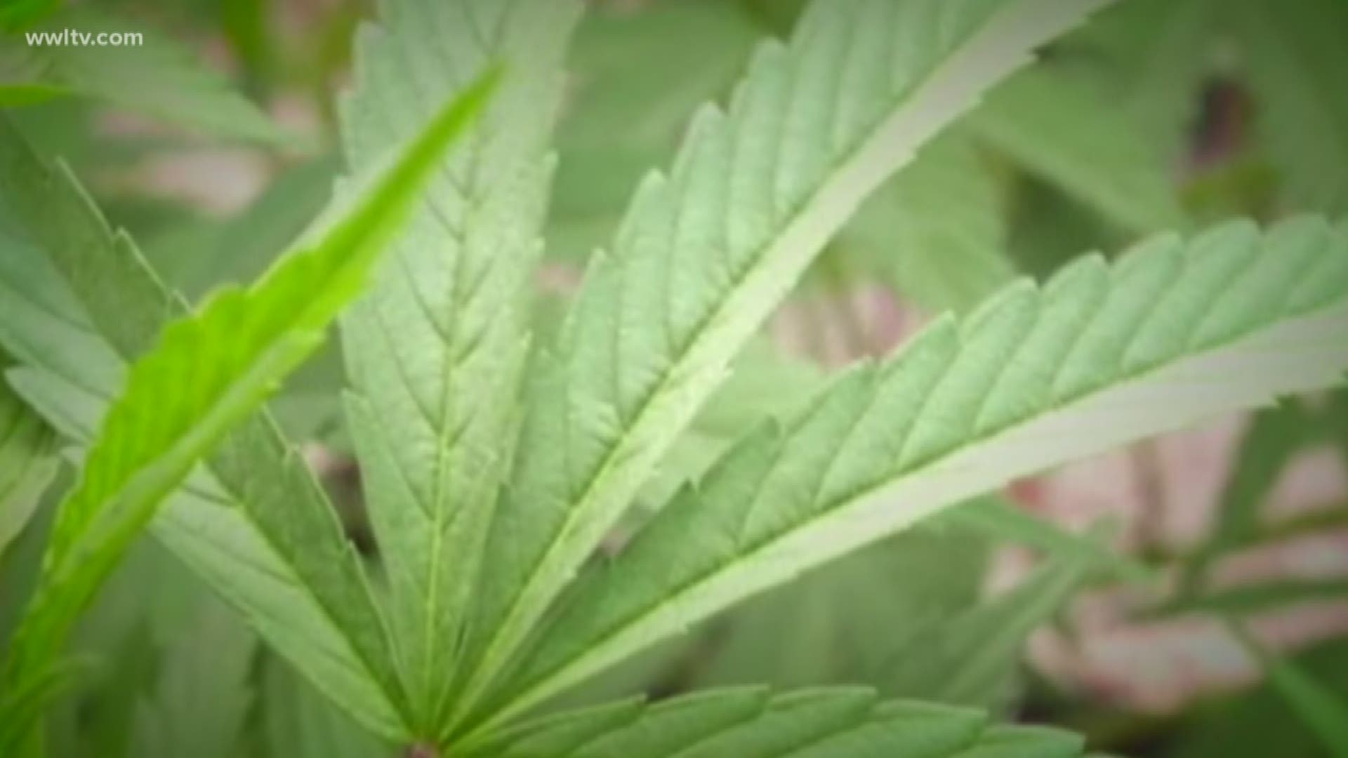 It's a major step in the State's Medical Marijuana program. 