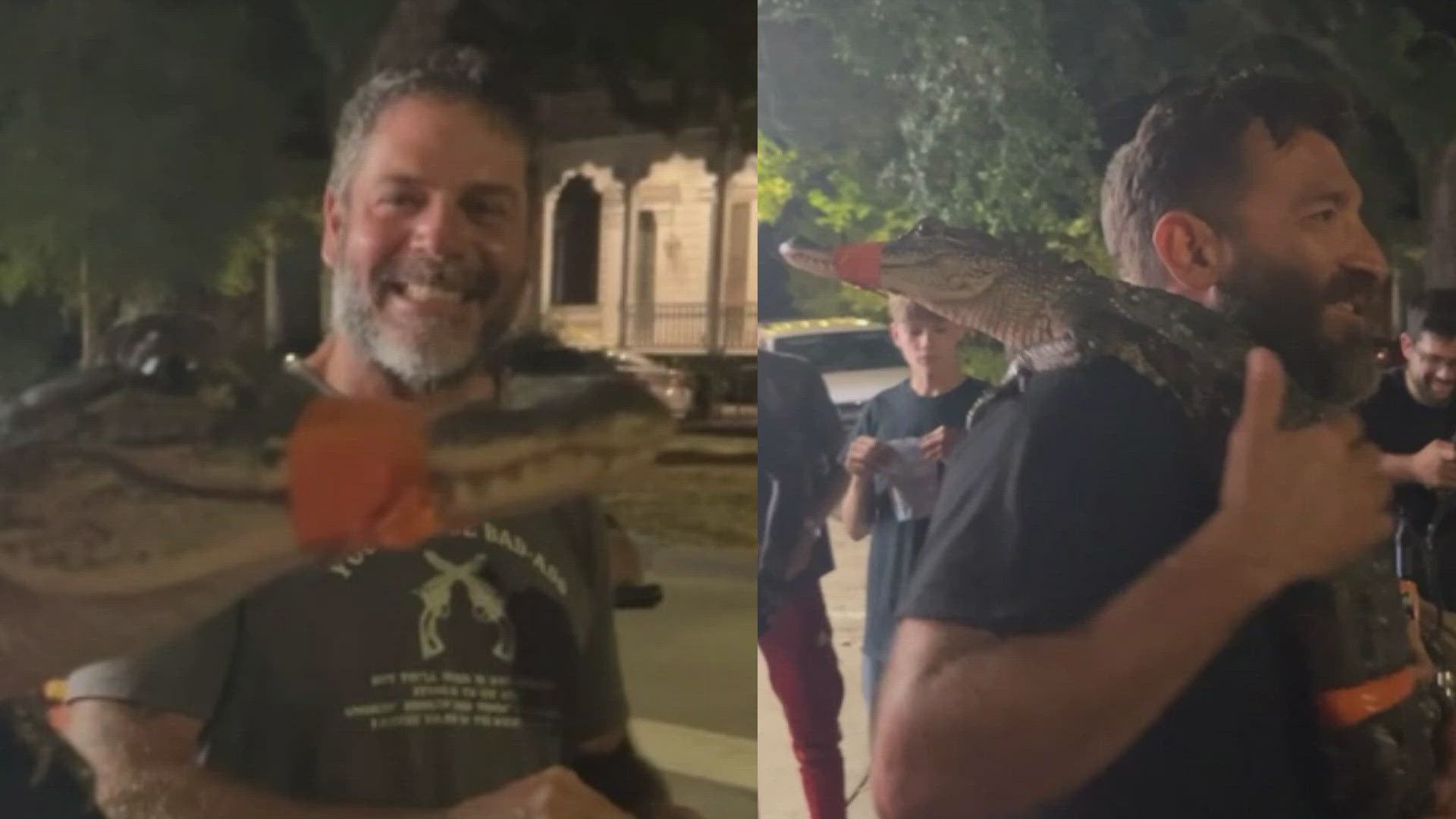 They told officials they found the gator in Lafitte and brought it with them to the city.