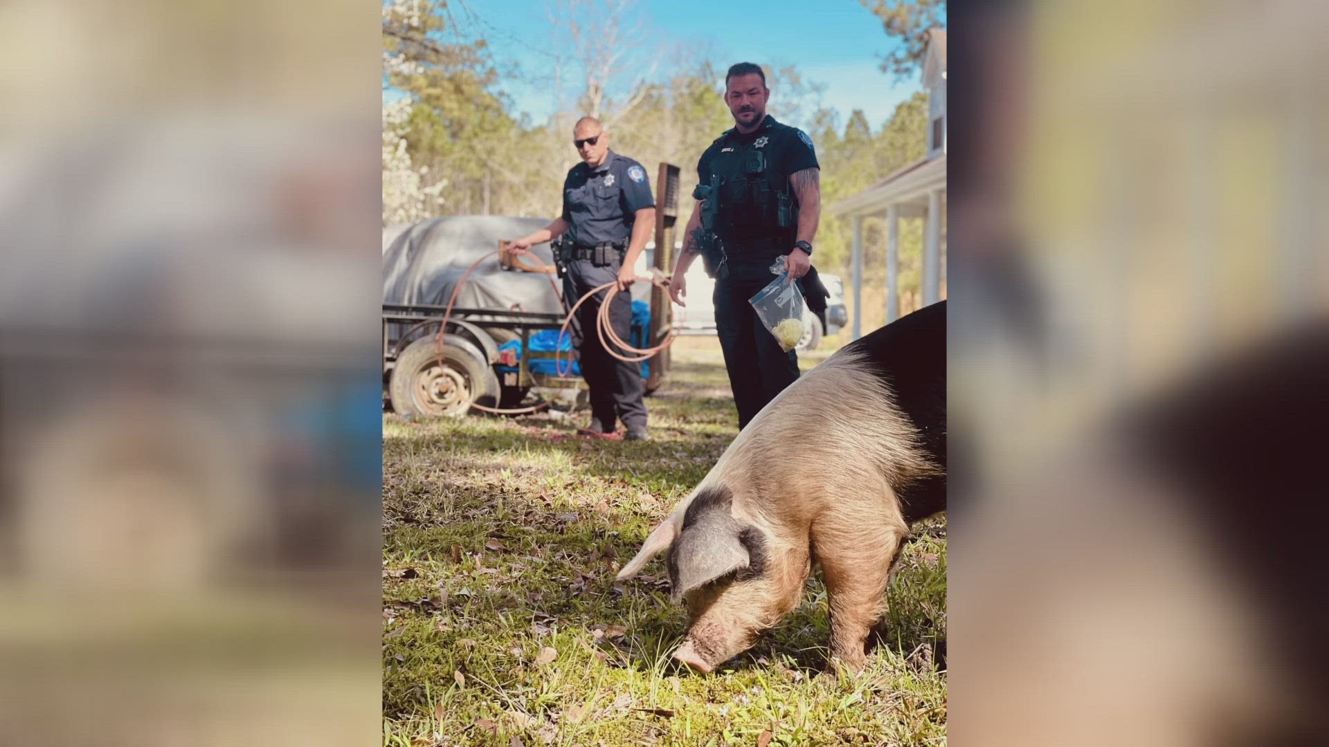 The post all stems from a group of runaway pigs, one of which was spotted on the loose off Dixie Ranch Road in Slidell, La.