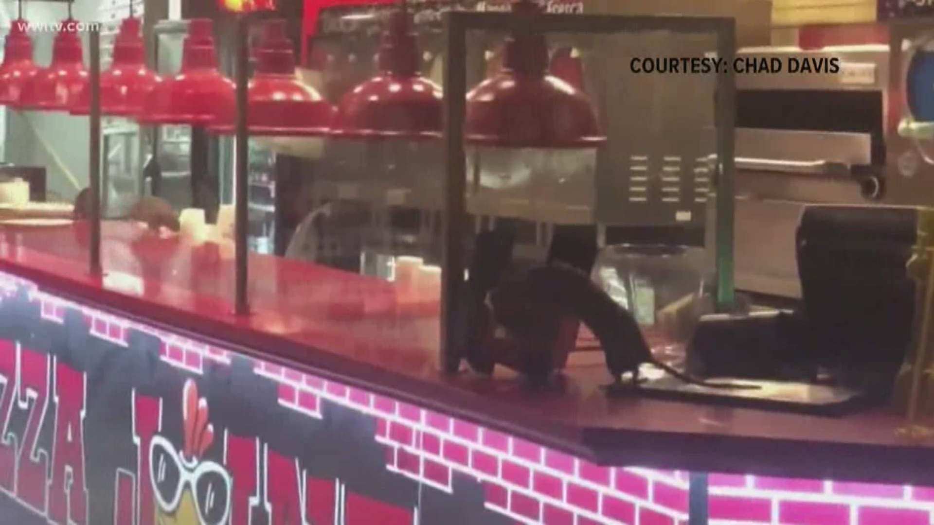 Restaurant closed after video shows rats crawling on counter