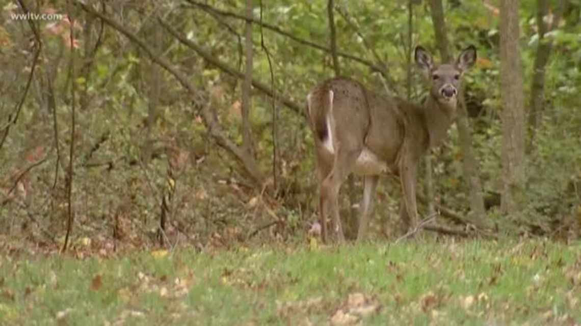 Louisiana drops ban on feeding deer in 3 parishes
