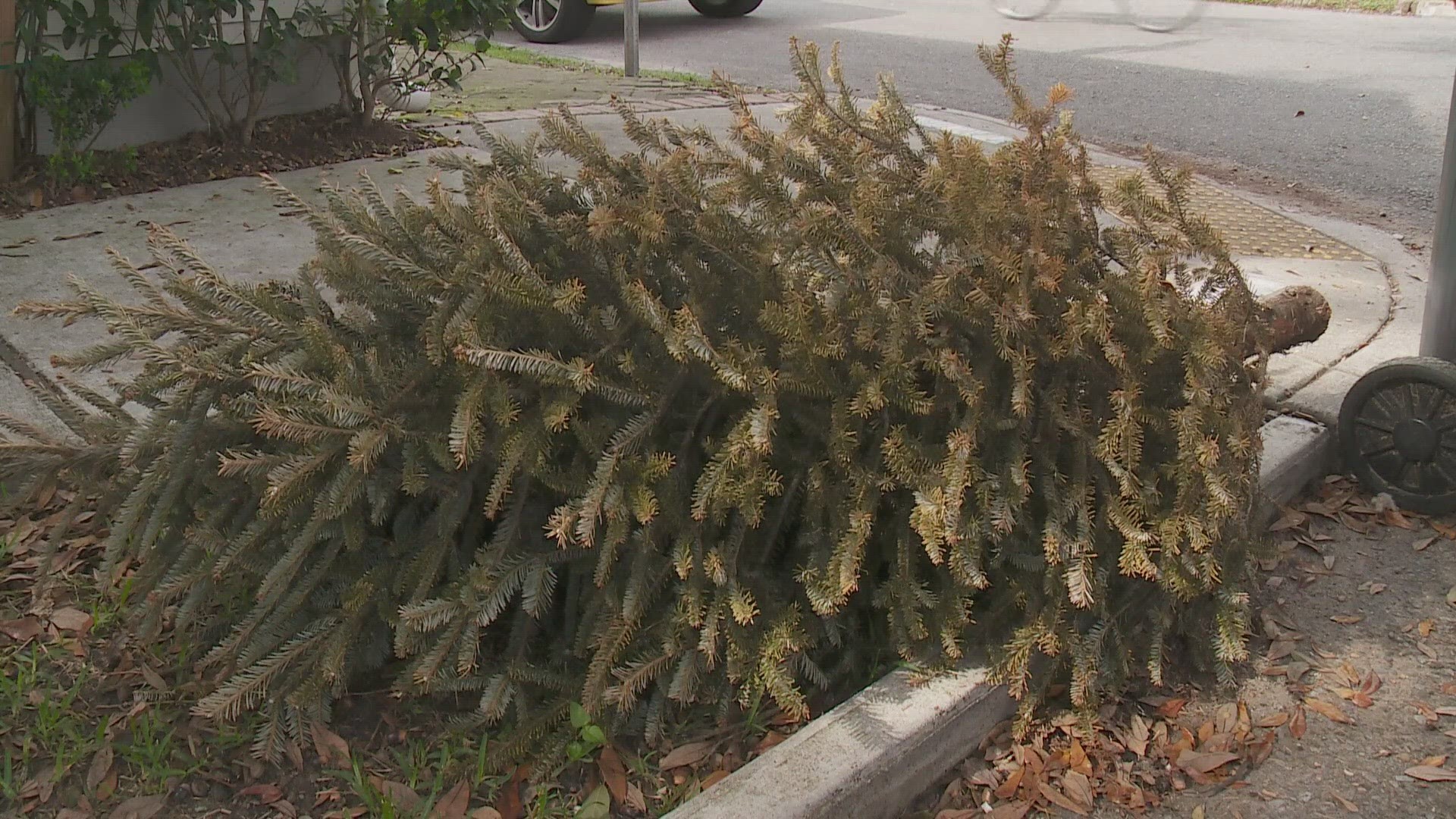 Only live Christmas trees with the decorations off of them qualify for use. Most parishes have days set aside to collect them.