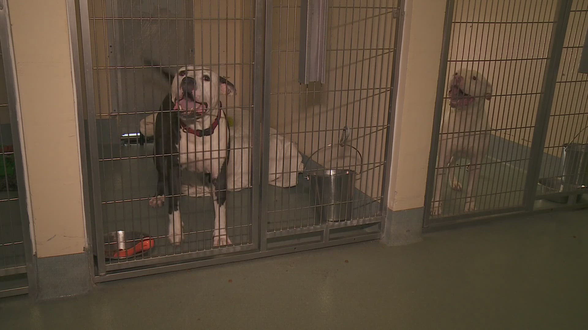 Animal over-population continues to be a problem for the animal shelter in Belle Chasse.