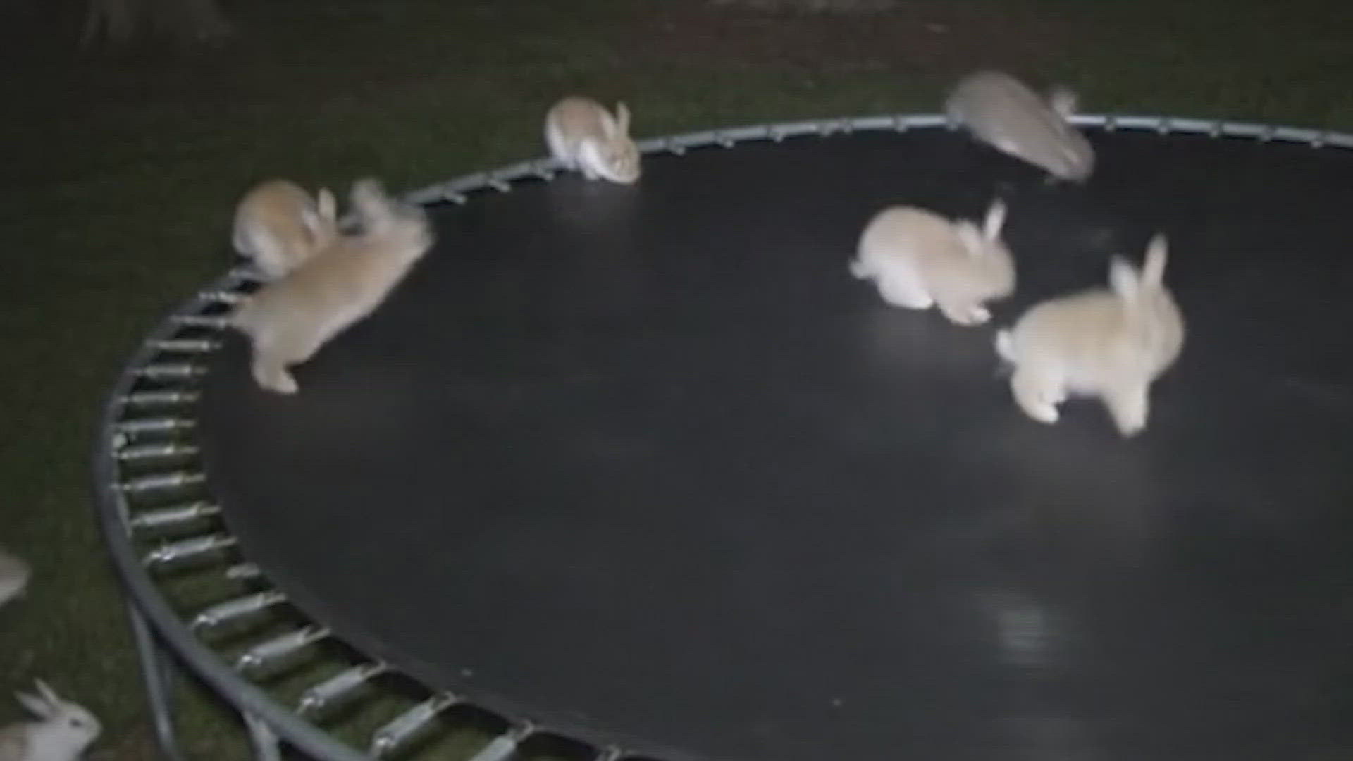 An AI-generated video of bunnies on a trampoline went viral this week, fooling people online. 