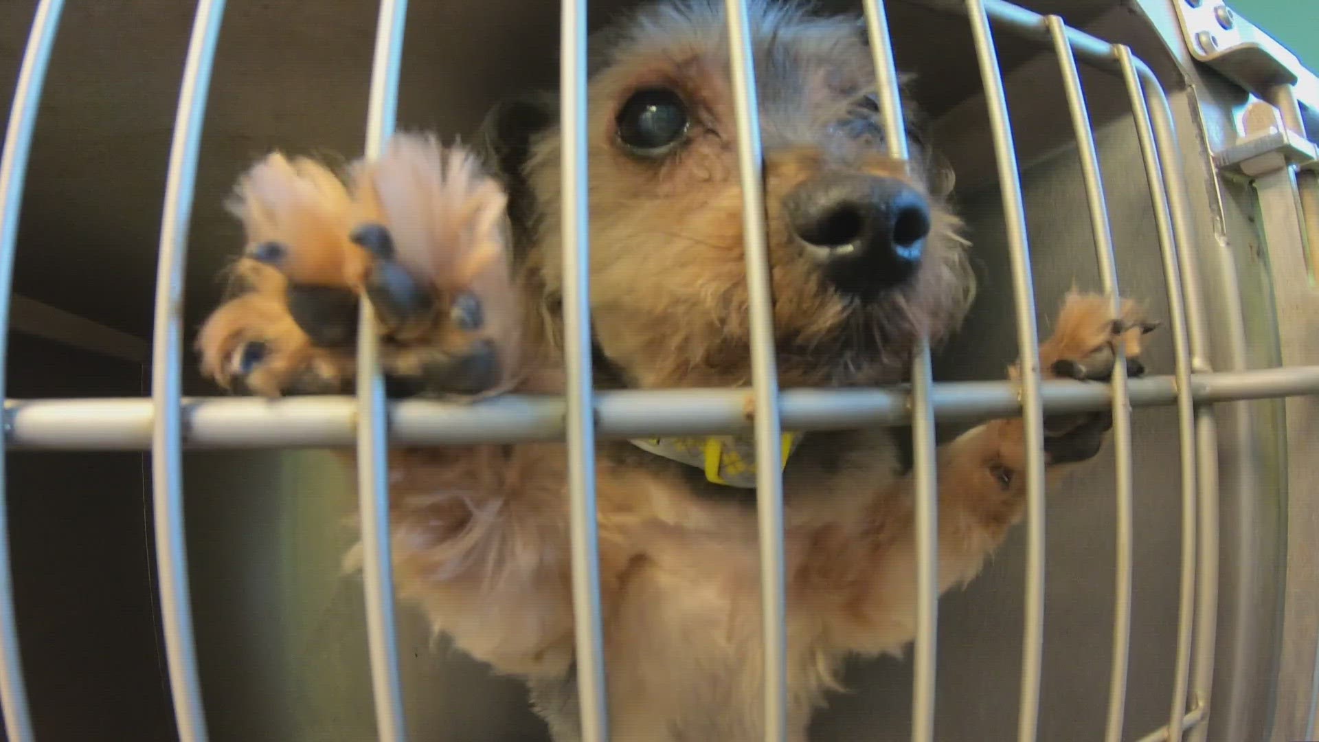 Pet rescues across New Orleans are pleading with the city to step up and help with the staggering number of pets being surrendered.