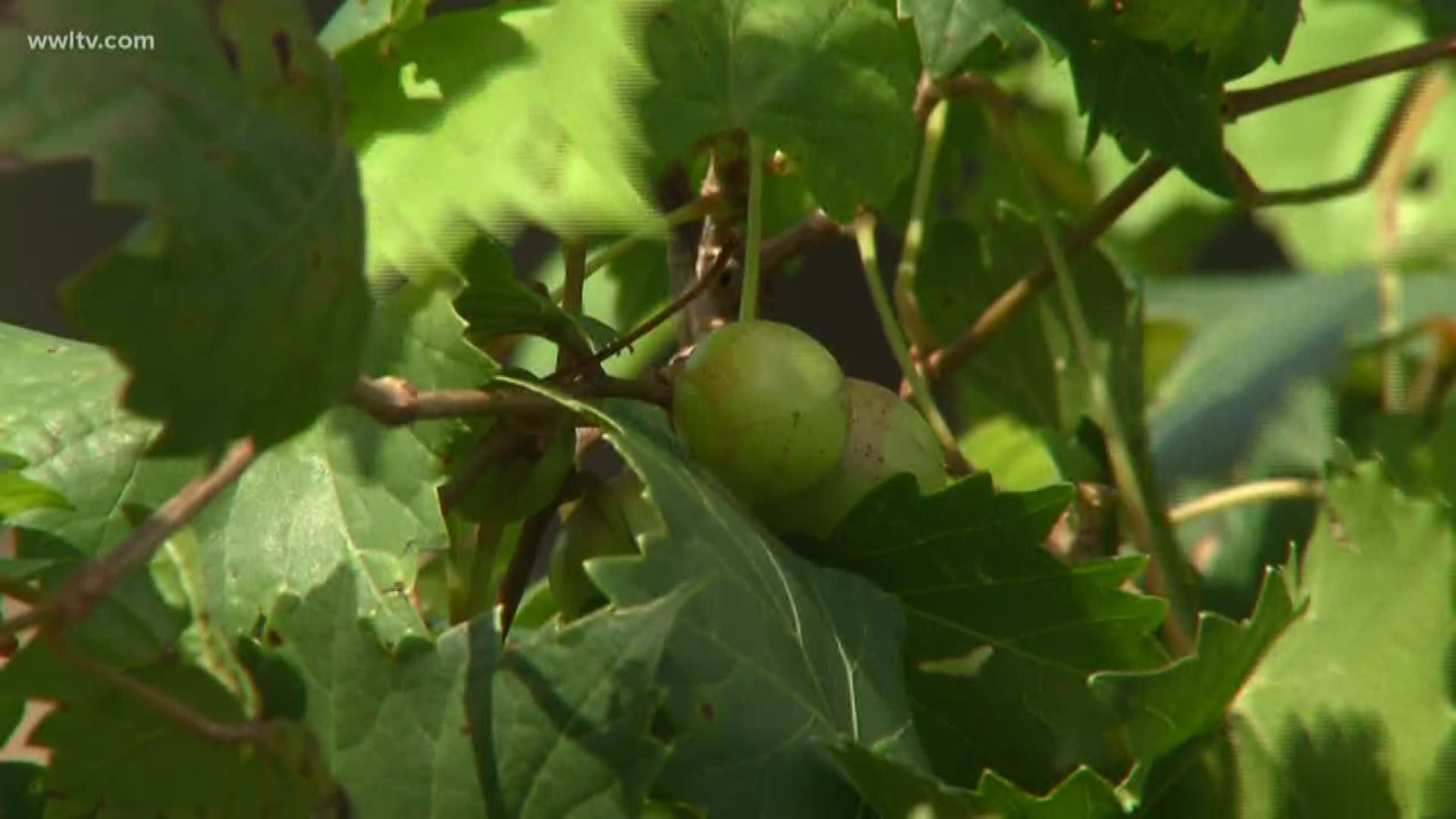 Horticulturist Heather Kirk-Ballard shows you how to help you new Muscadine plant thrive