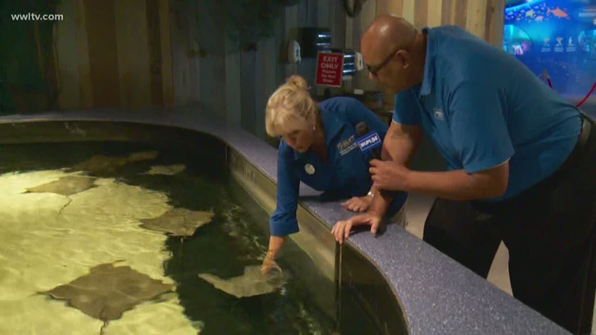 Celebrating Shark Week, Chef Kevin Belton visits the touch pool at the Audubon Aquarium of the Americas. 