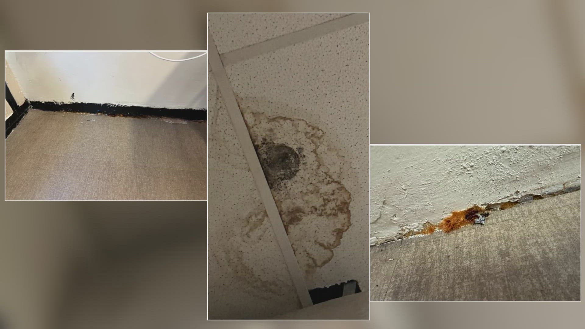 Parents obtained photos of what appears to be mold growing from the school's baseboards, ceilings and walls.