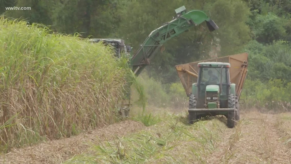 Hurricane Delta threatens Louisiana's sugar cane farmers | wwltv.com