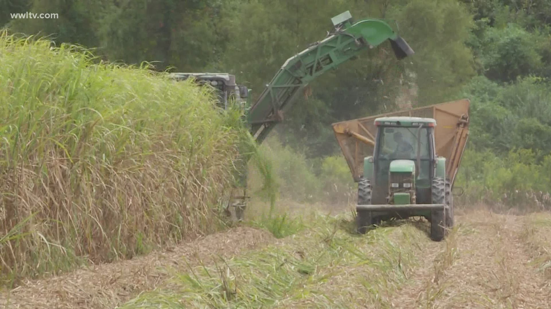 Hurricane Delta threatens Louisiana's sugar cane farmers