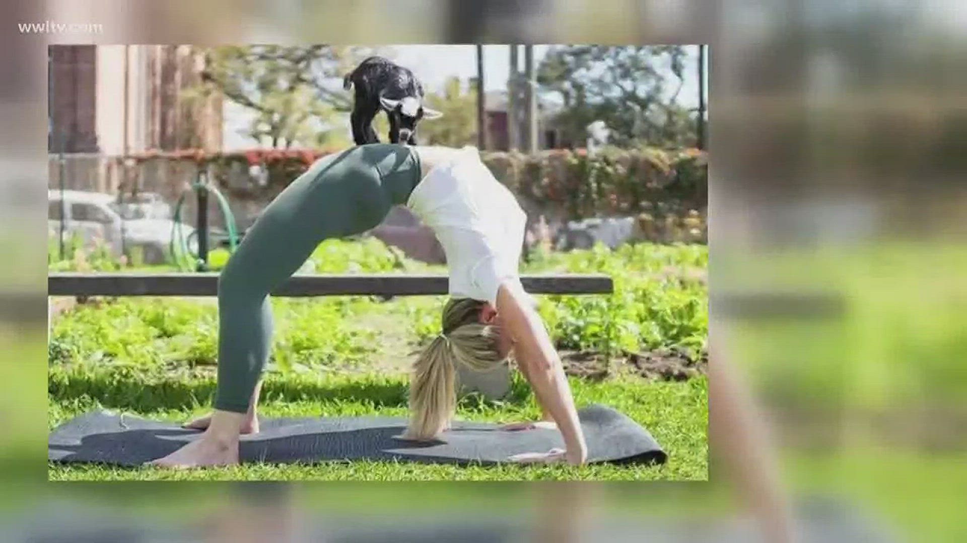 "Obviously Goat Yoga speaks for itself."