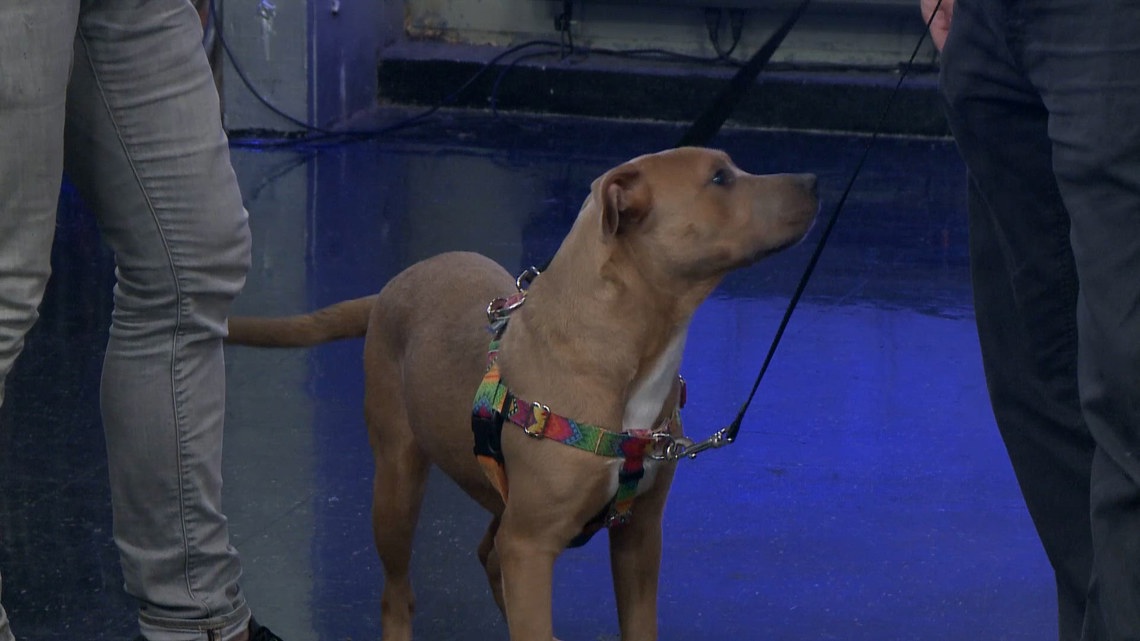 LASPCA: Engagement with pets during the summer
