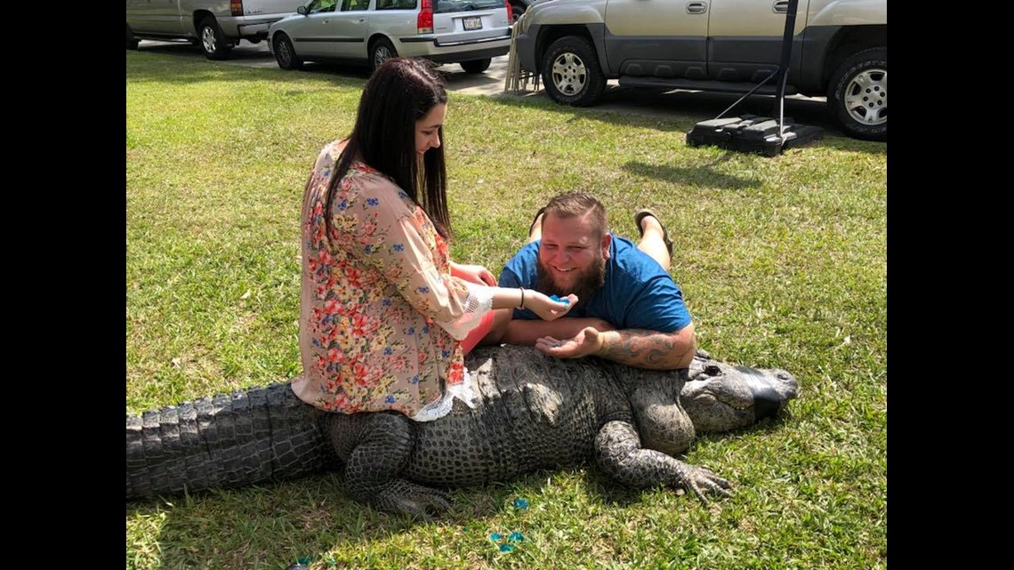 Louisiana man's alligator gender reveal video goes viral