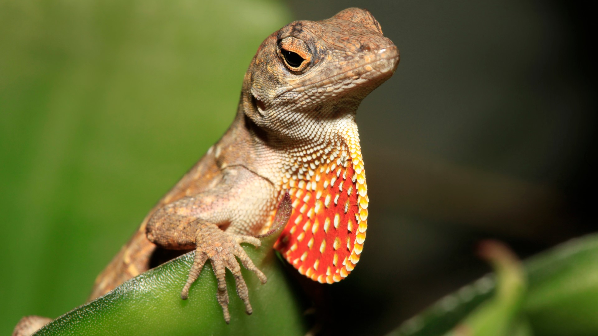 Are newer brown anoles driving away Louisiana's green lizards? 