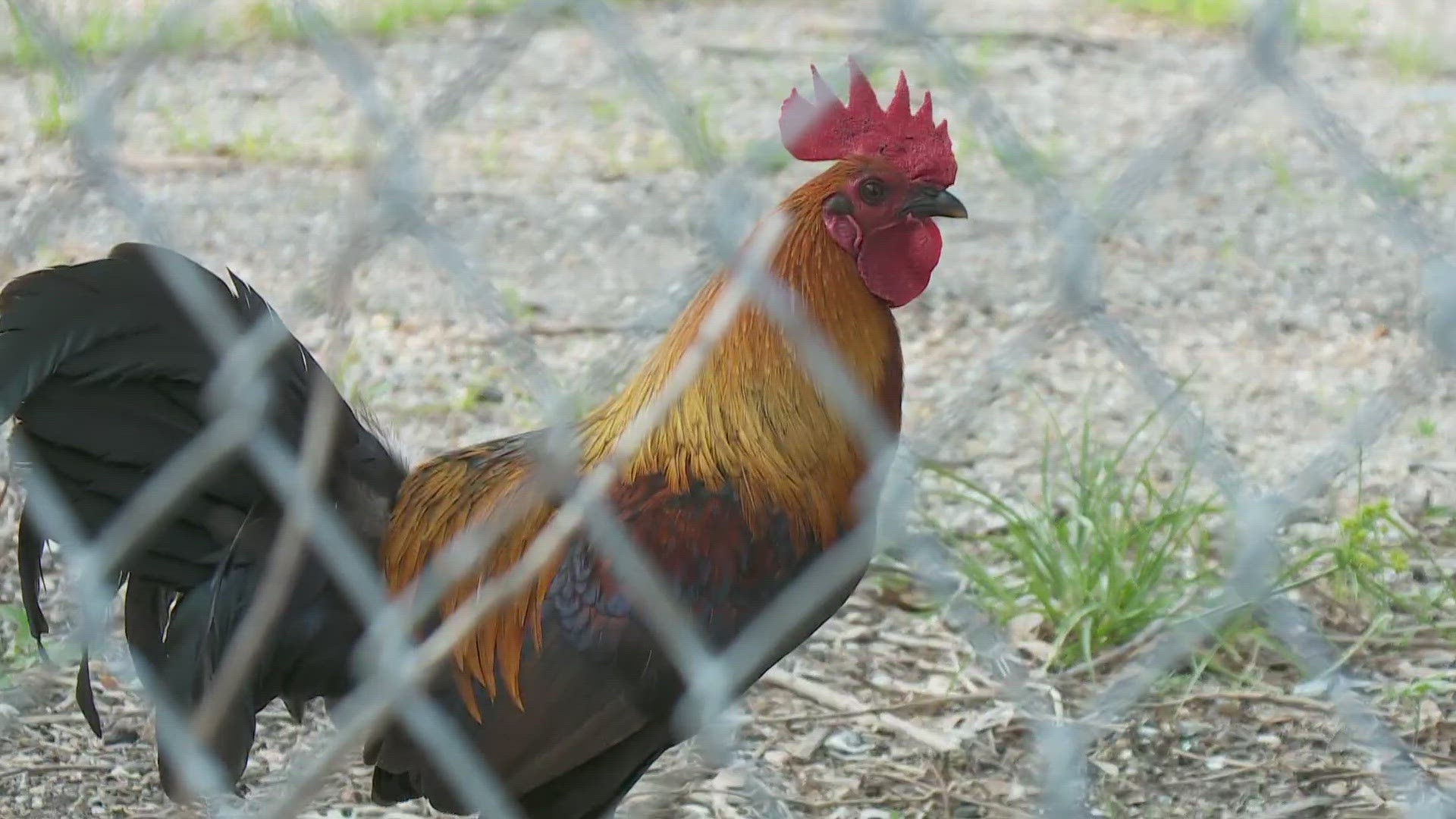 St. Roch residents are asking why the chickens are crossing their roads.