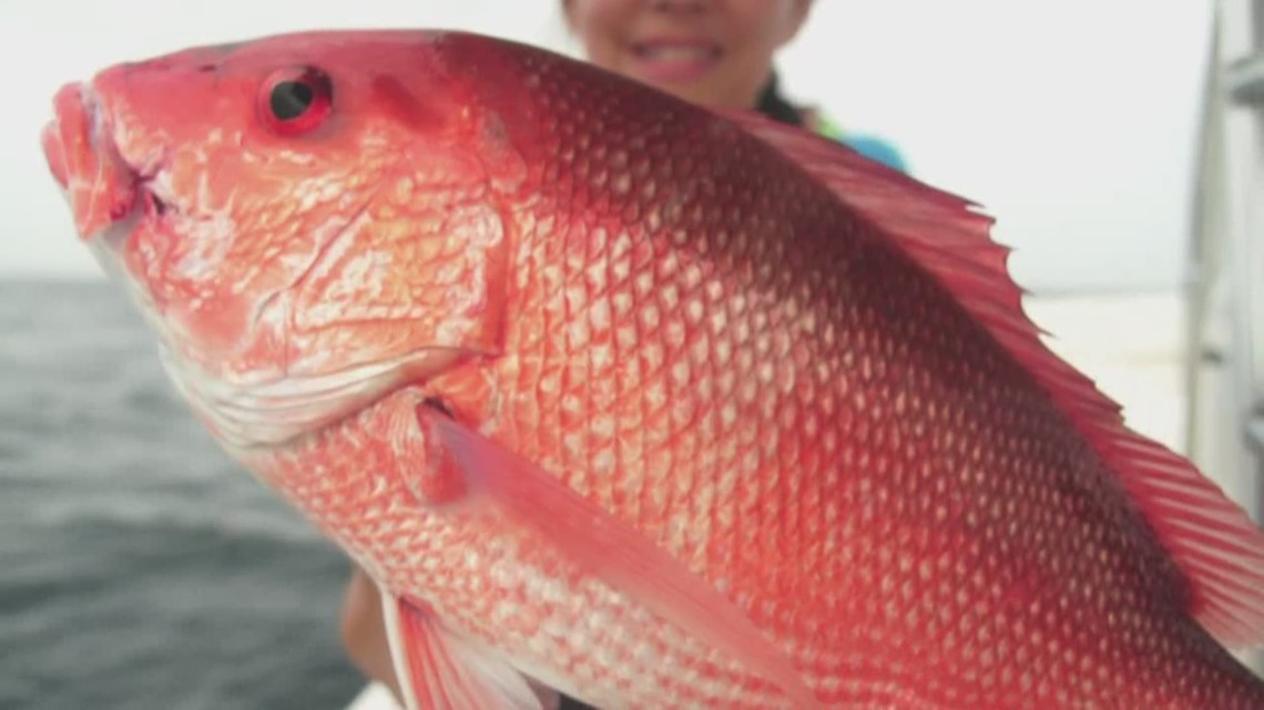 Louisiana's recreational red snapper season to begin May 24