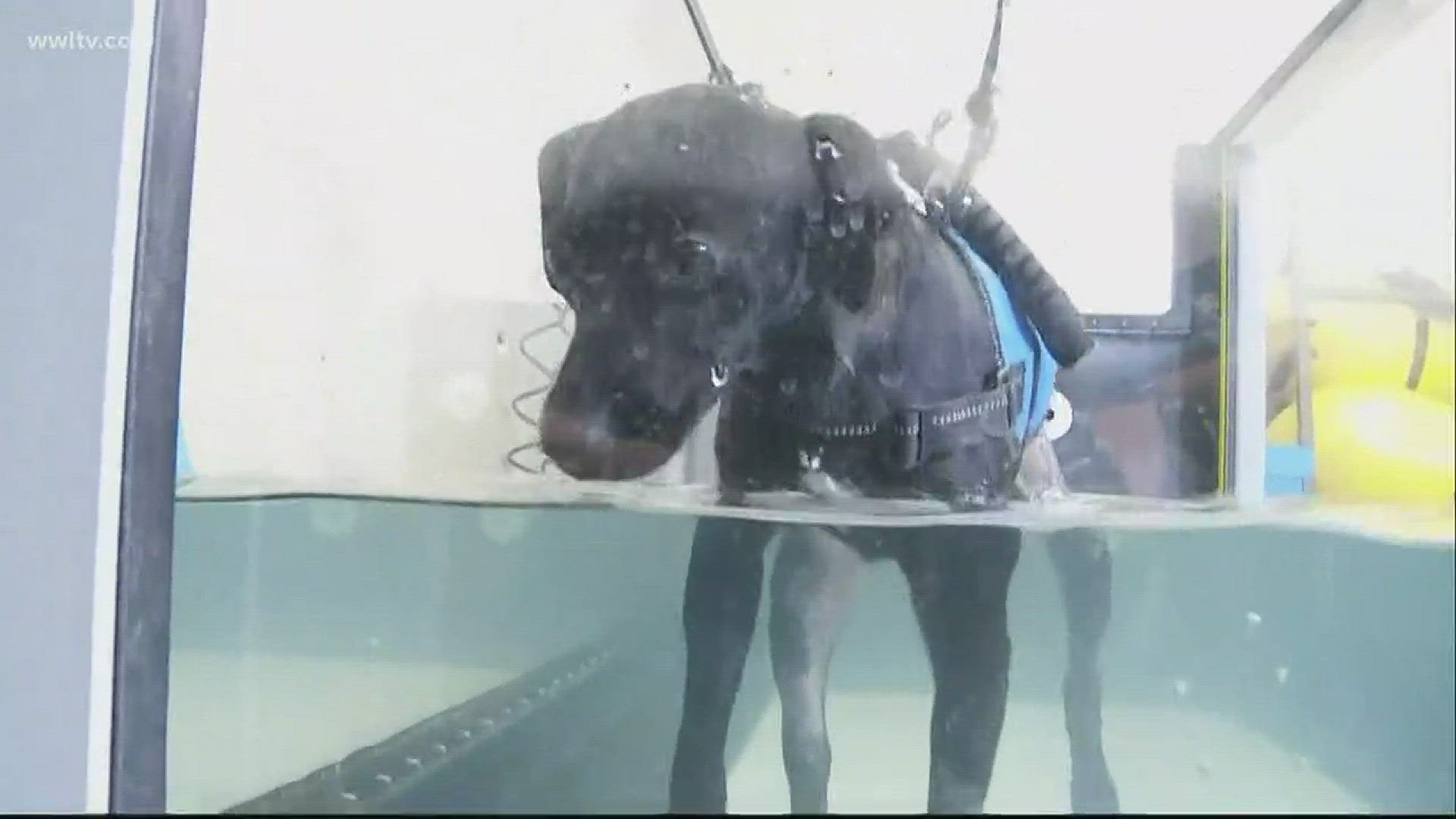 Dog struck, dragged by car gets 2nd chance at life from latest ...