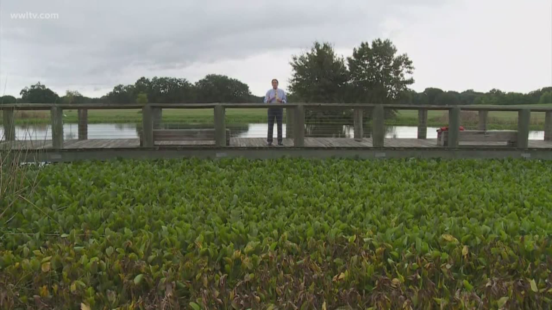 Despite the winter freeze, the invasive water hyacinth bounced back on south Louisiana bayous and waterways with a vengeance this year.