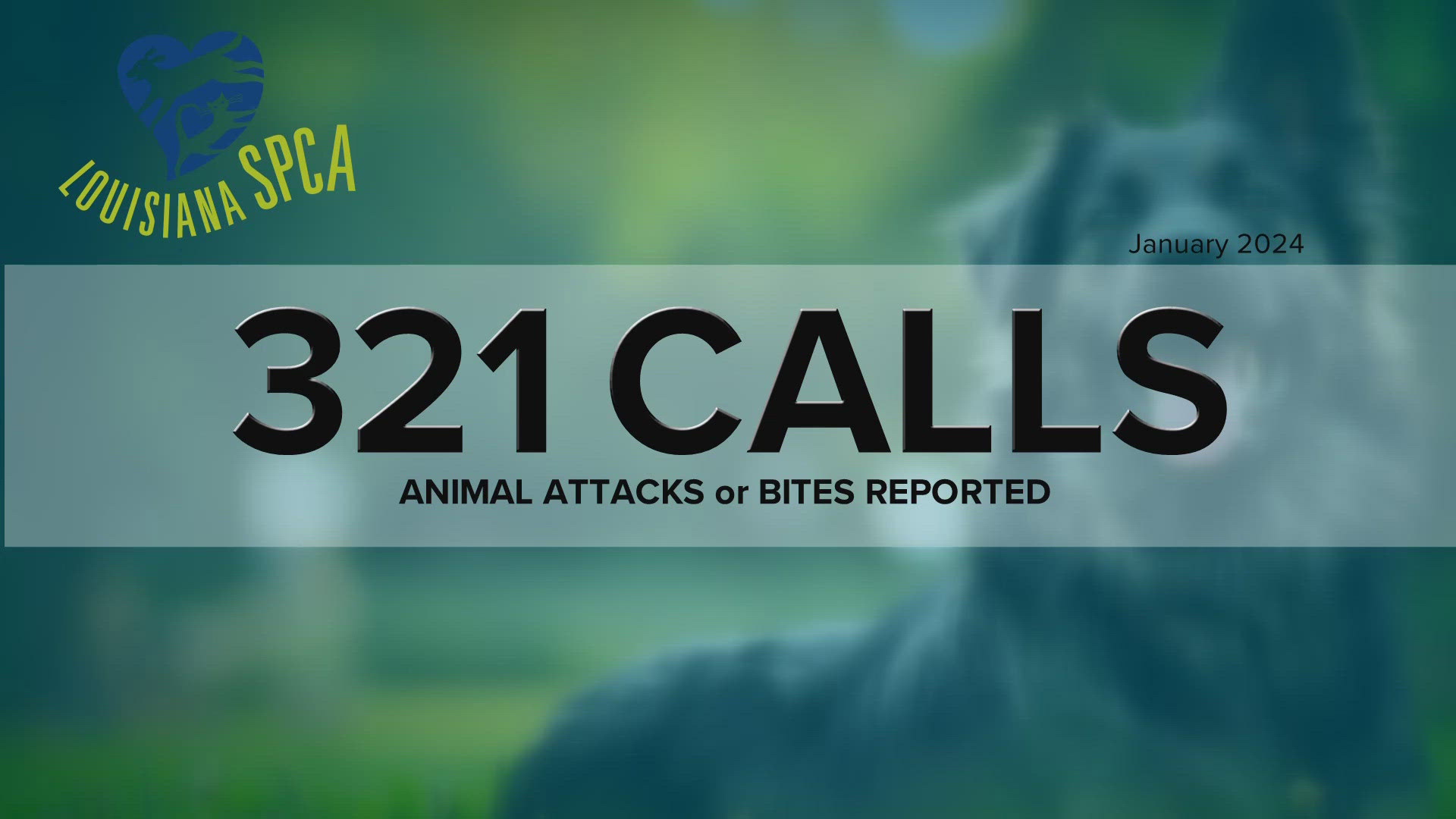 According to the Louisiana SPCA, the number of dog attacks this year is in the hundreds. WWL Louisiana's Eleanor Tabone reports.