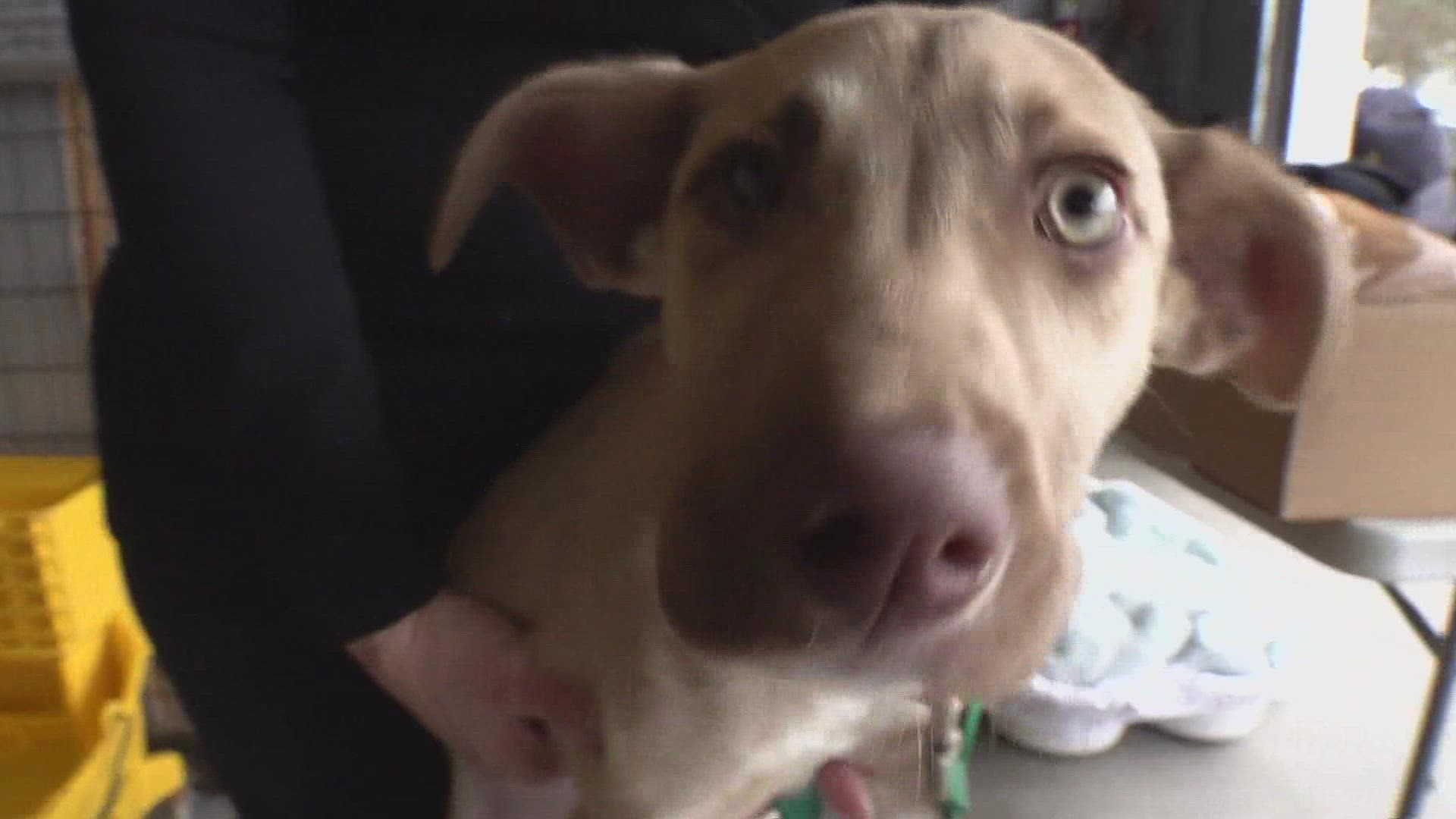 Animal shelters across southeastern Louisiana are urging people to foster if they can.
