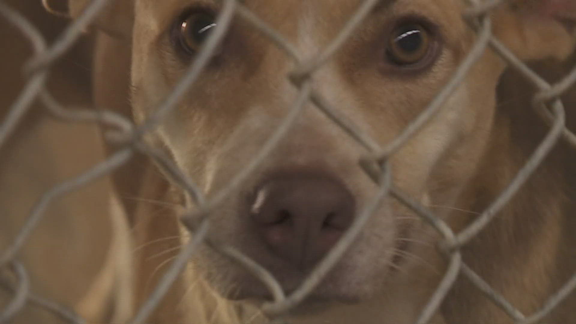 The animal shelter in St. Tammany Parish says they are bursting at the seams because they've taken in tons of dogs and cats since Hurricane Francine.