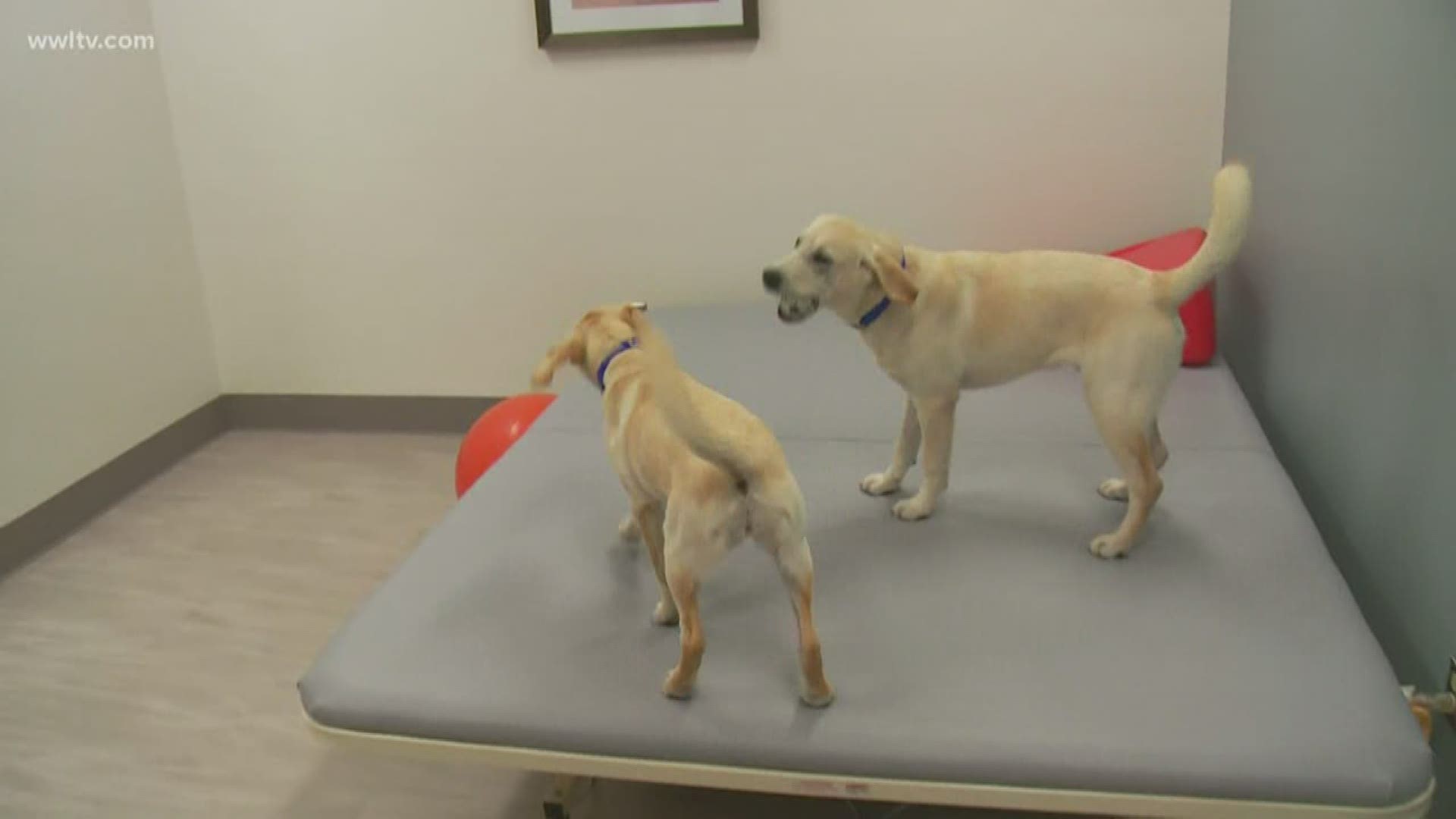 Local hospital helps train veteran service dogs