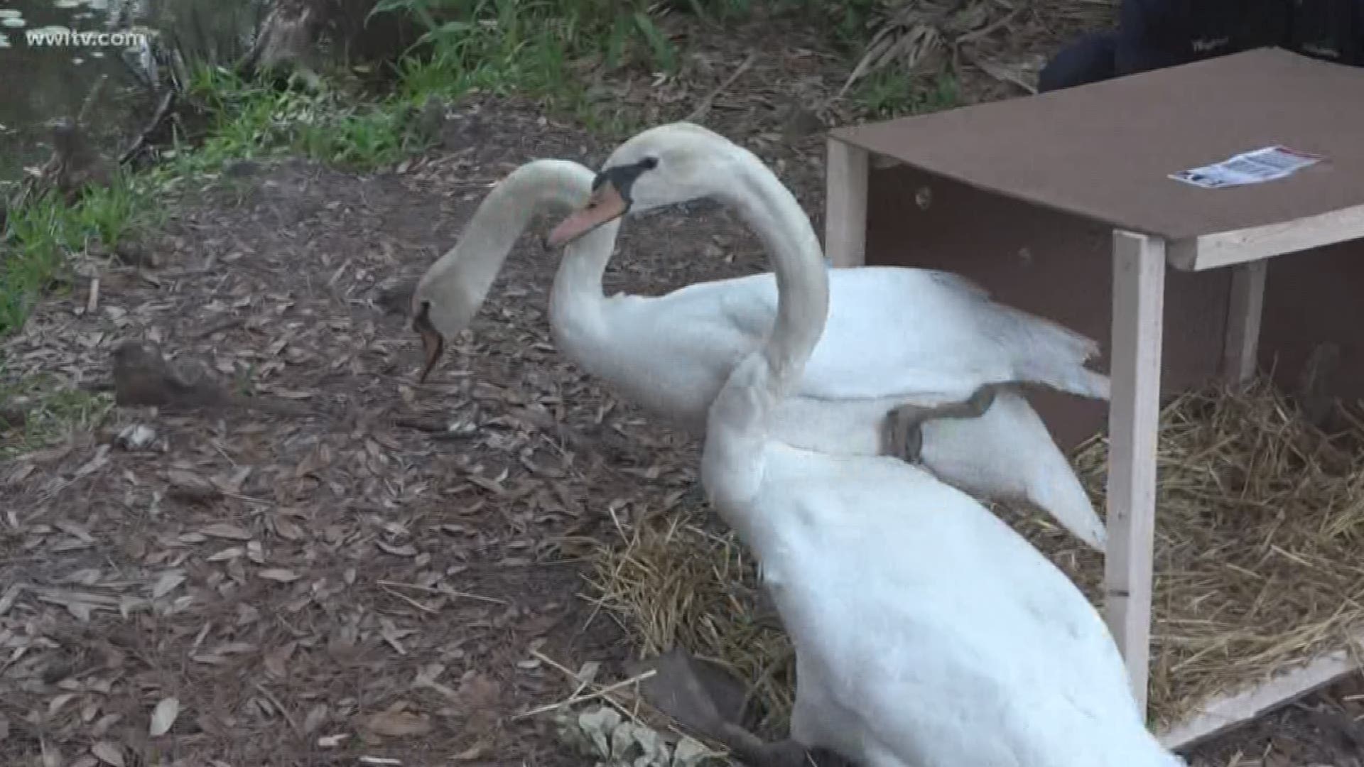 City Park officially welcomed Fred, Ginger, Benedick and Beatrice, four new swans, to New Orleans Thursday.