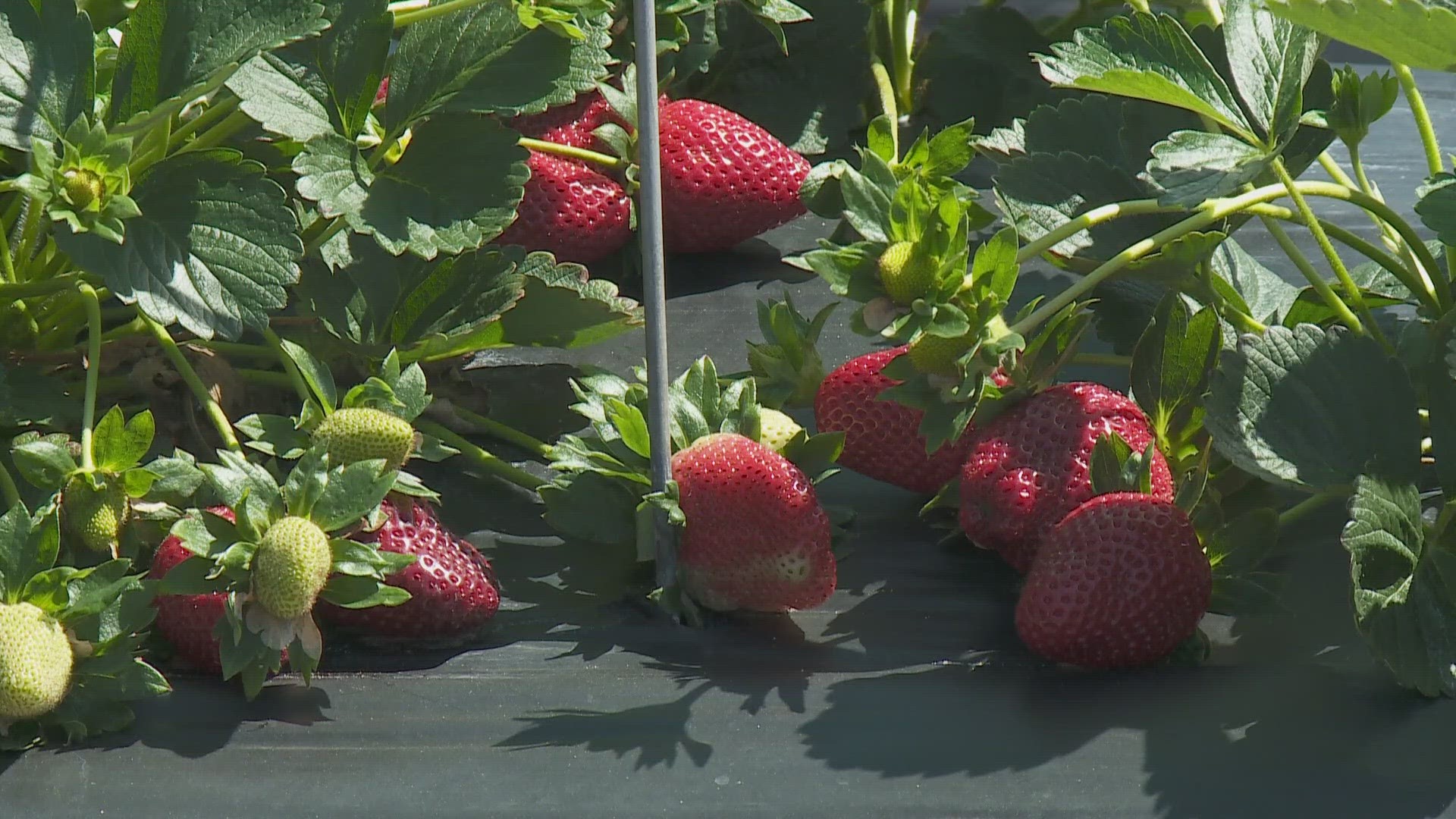 freeze-tuesday-but-strawberry-farmers-not-too-concerned-wwltv