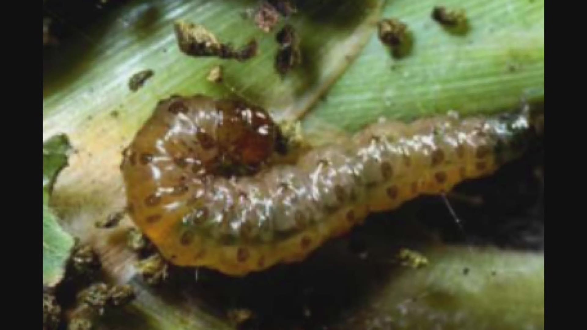 File:1965. Robert E. Dolph, Jr. checks DFTM larva for mortality after DDT  spray. Burns Douglas-fir tussock moth control project. Maheur NF, OR.  (35125495452).jpg - Wikimedia Commons