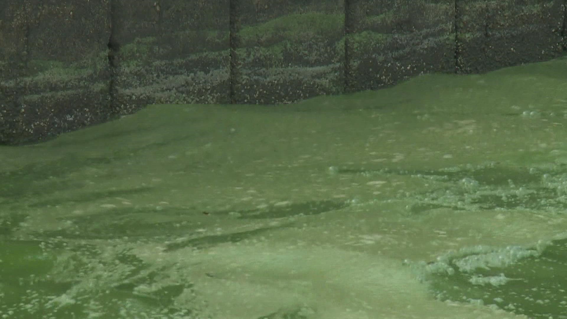 Louisiana Wildlife and Fisheries are trying to figure out what is the cause of the recent algae bloom in Lake Pontchartrain.