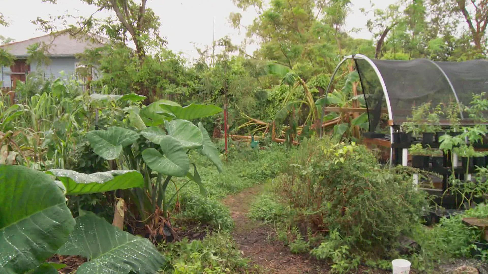 After Hurricane Ida, farmers are struggling to make up for the loss of crops and vegetation.