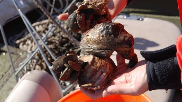 See rare, vintage photos of Louisiana oyster farming