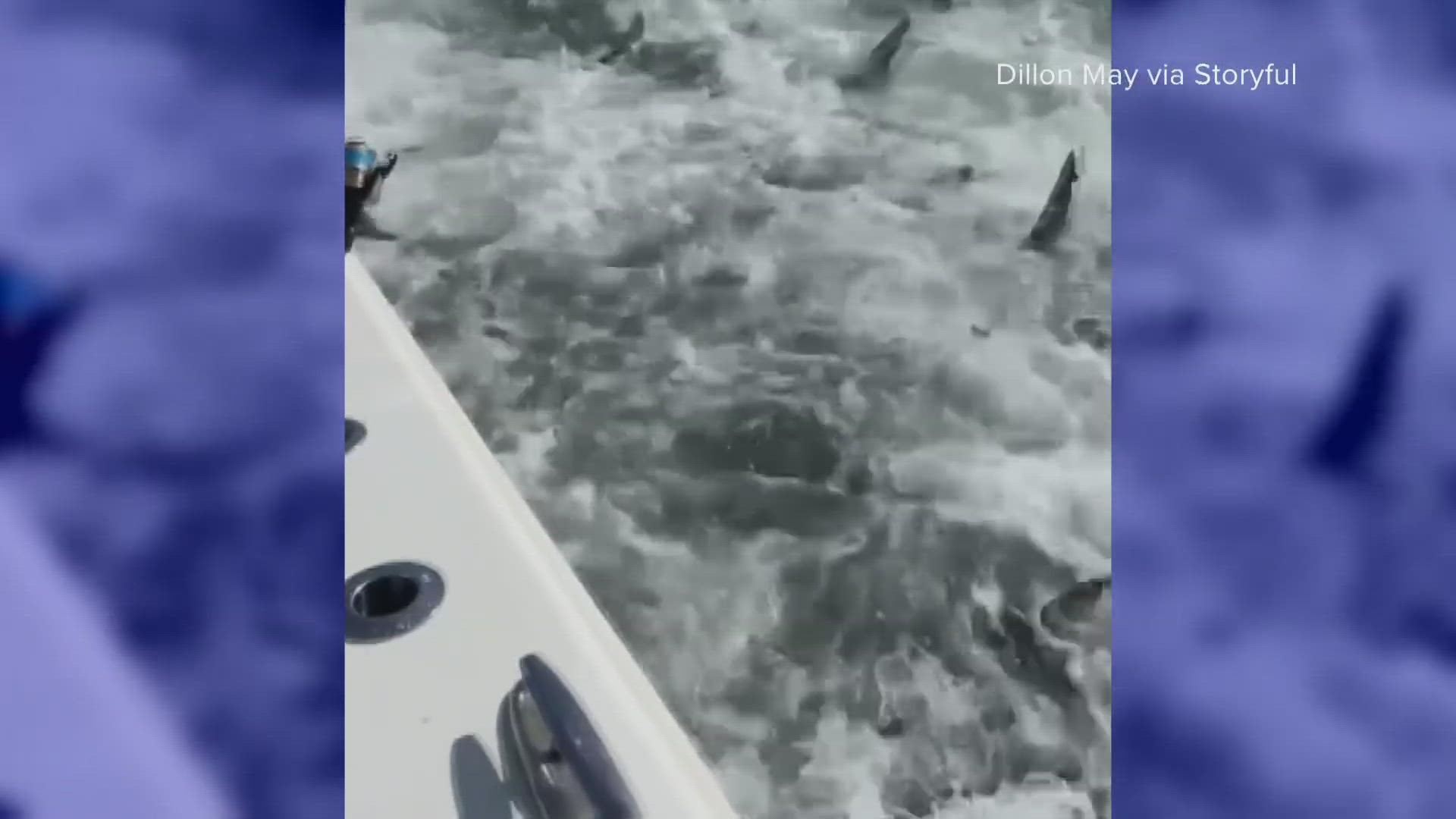 An extraordinary viral video of a feeding frenzy has people asking what's going on.