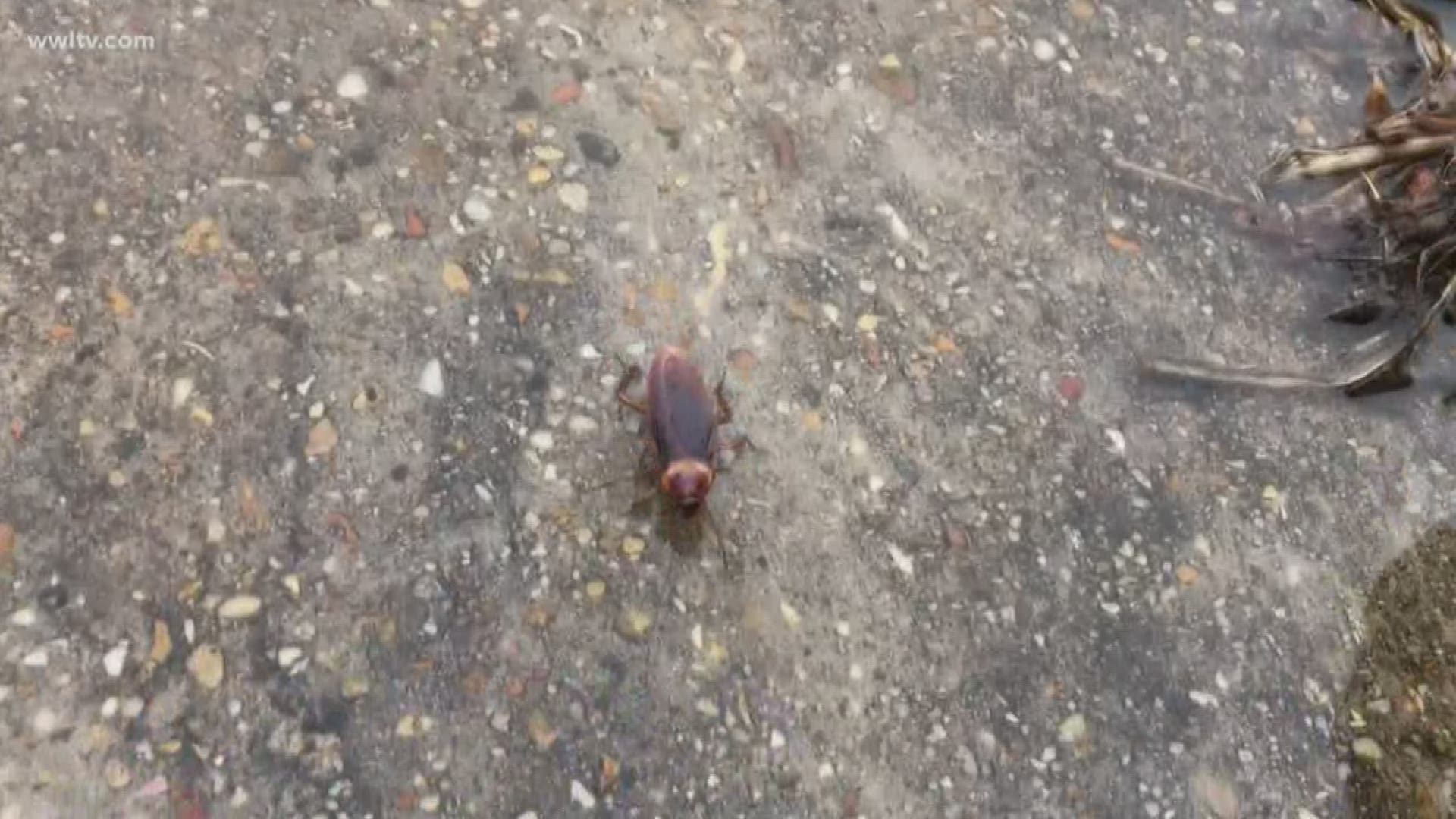 WWL Photographer Geoff Hackett captures cockroaches fleeing the water after T.S. Barry makes landfall.