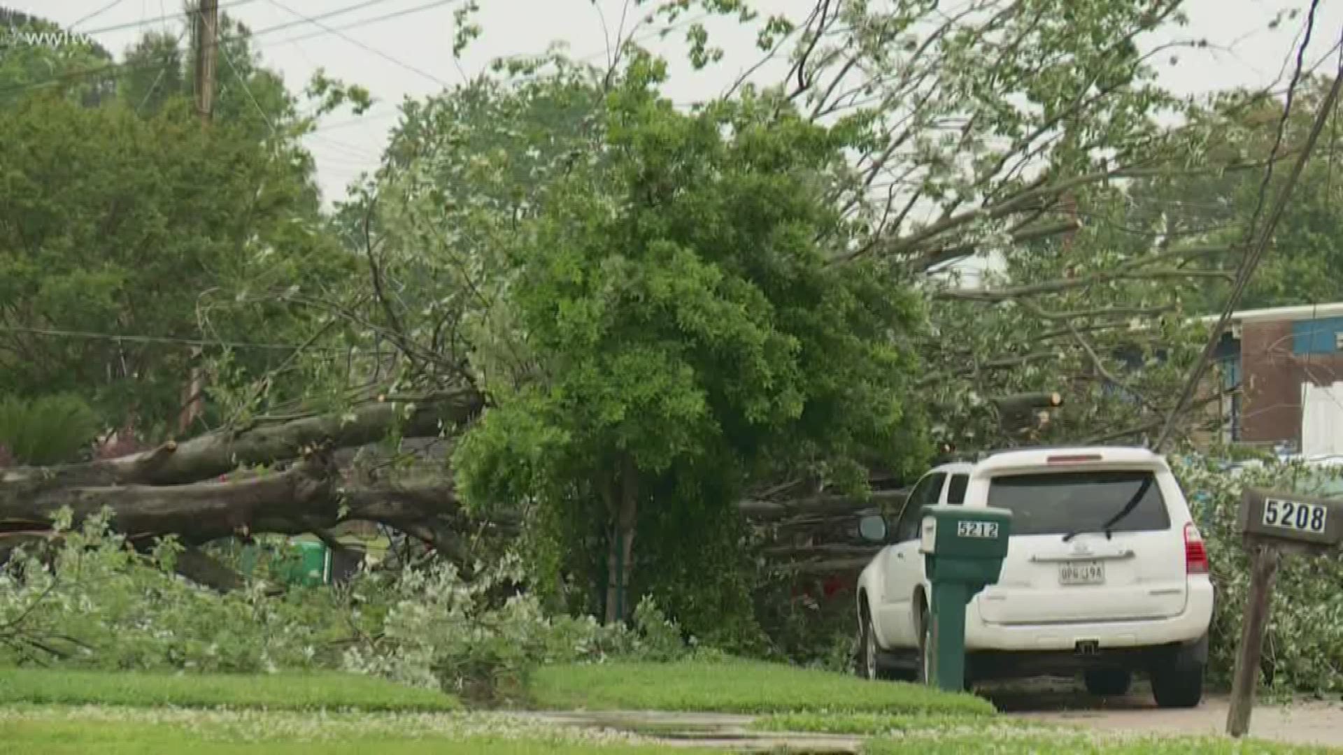Weather knocks down large tree near Metairie school