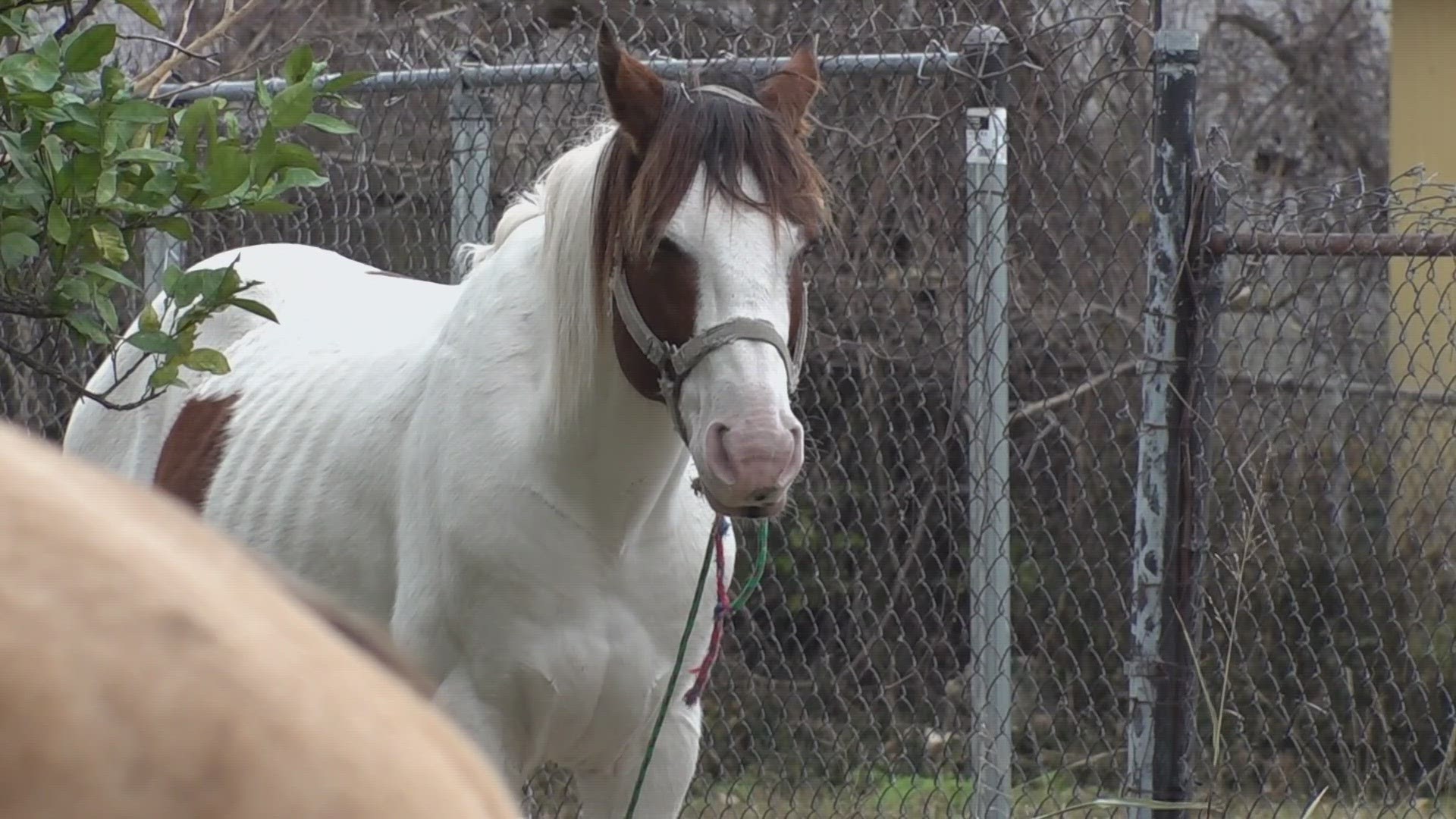 Horse story proves difficult to wrangle