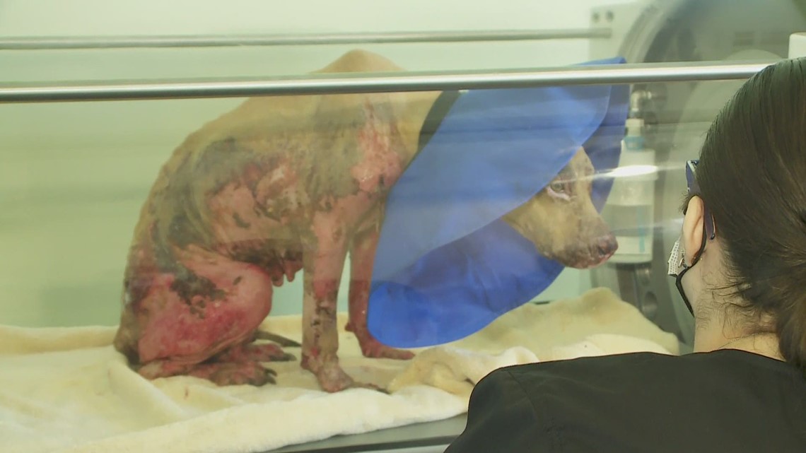 Animal doctors, citizens rally to save badly-burned dog - Vimarsana News