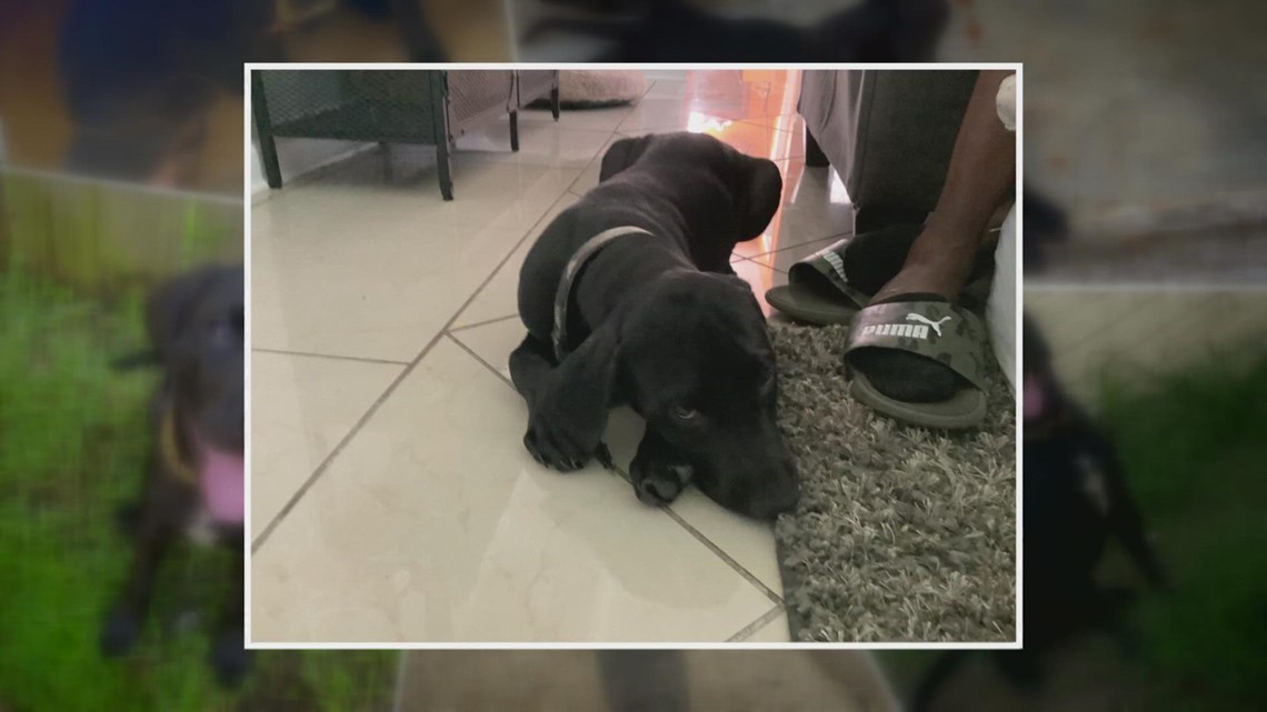 The SPCA said he couldn't take his dog home over a records issue; when he came back his dog was dead - Vimarsana News