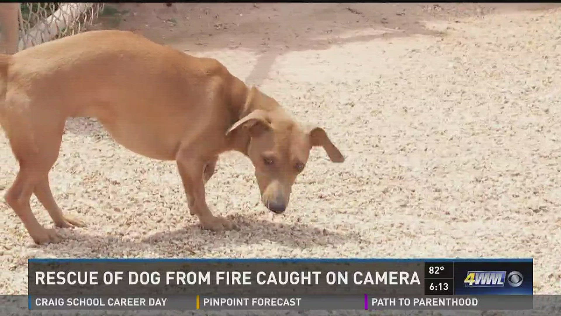 Rescue of dog caught on camera