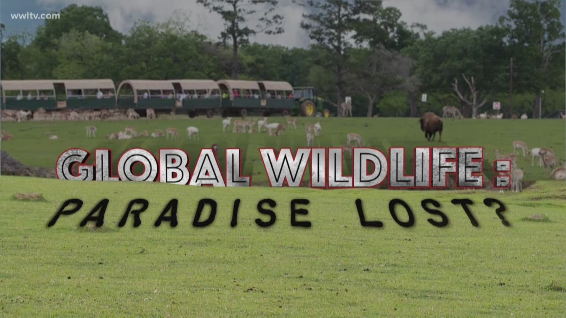 Global Wildlife: Paradise Lost - 'I would go home plenty of days and just  cry' 