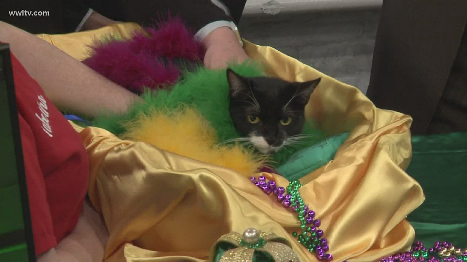 Dr. Mark Cousins introduces us to the feline royalty of Endymeow.