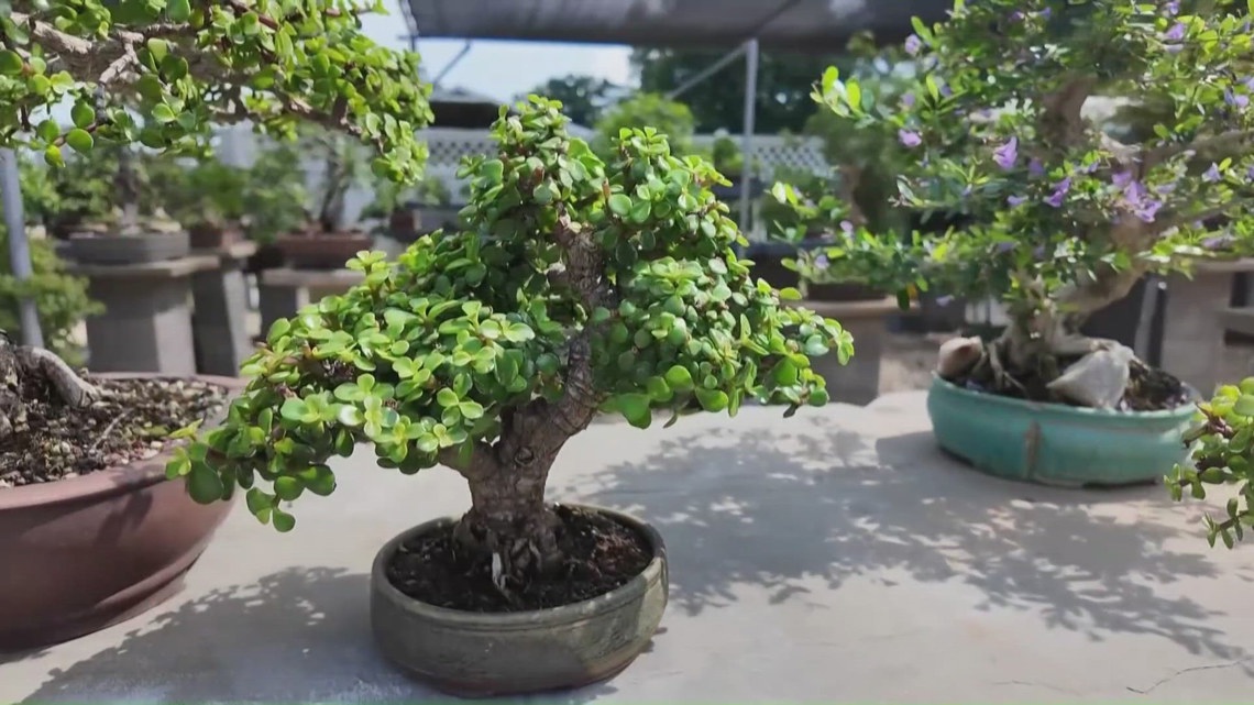 Explore the art of bonsai: Greater New Orleans Bonsai Society marks 50 years with 'Three Ring Circus' event
