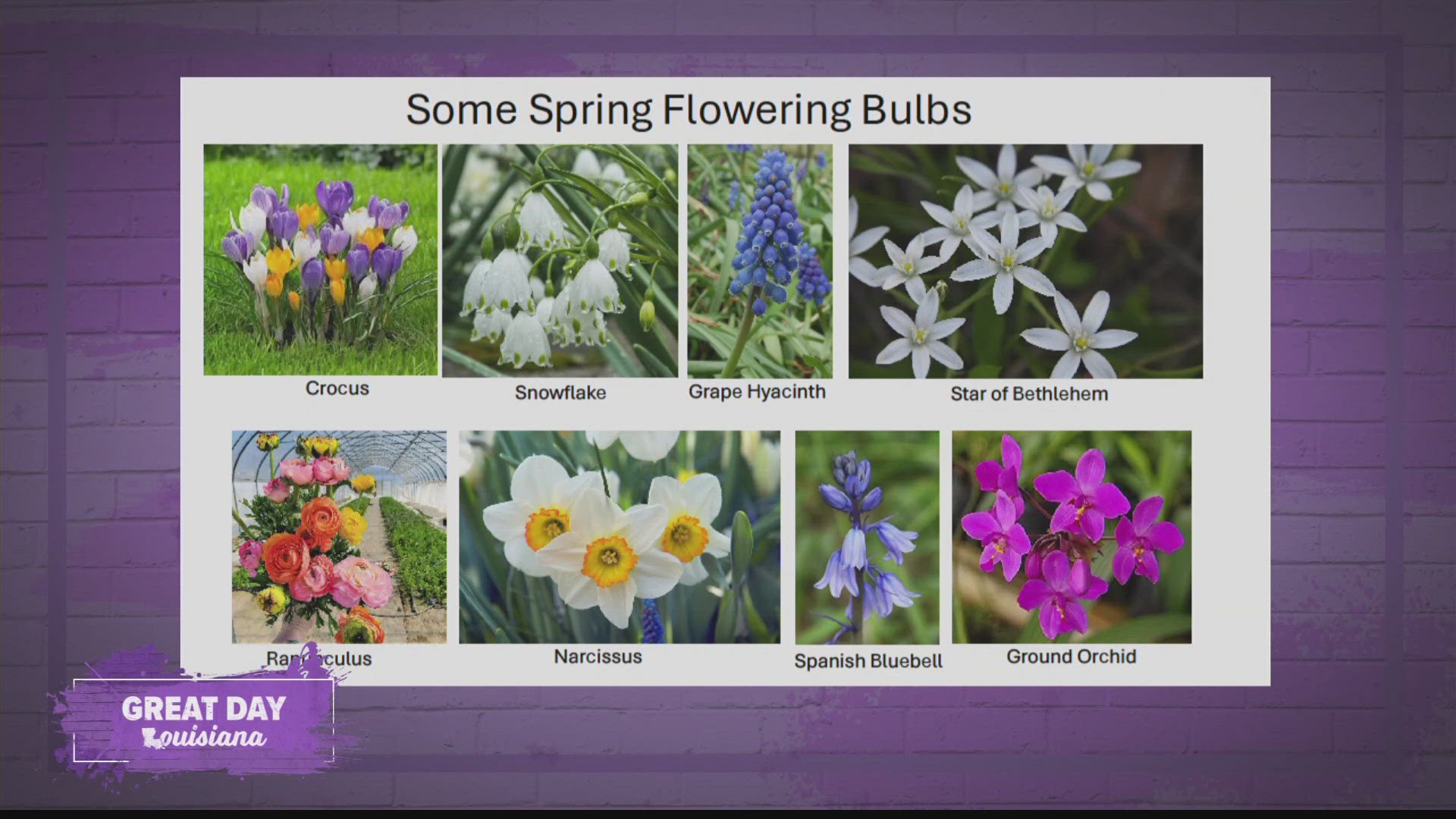 Horticulture agent Joe Willis says now is the time to plant your bulbs to have beautiful blooms this spring.