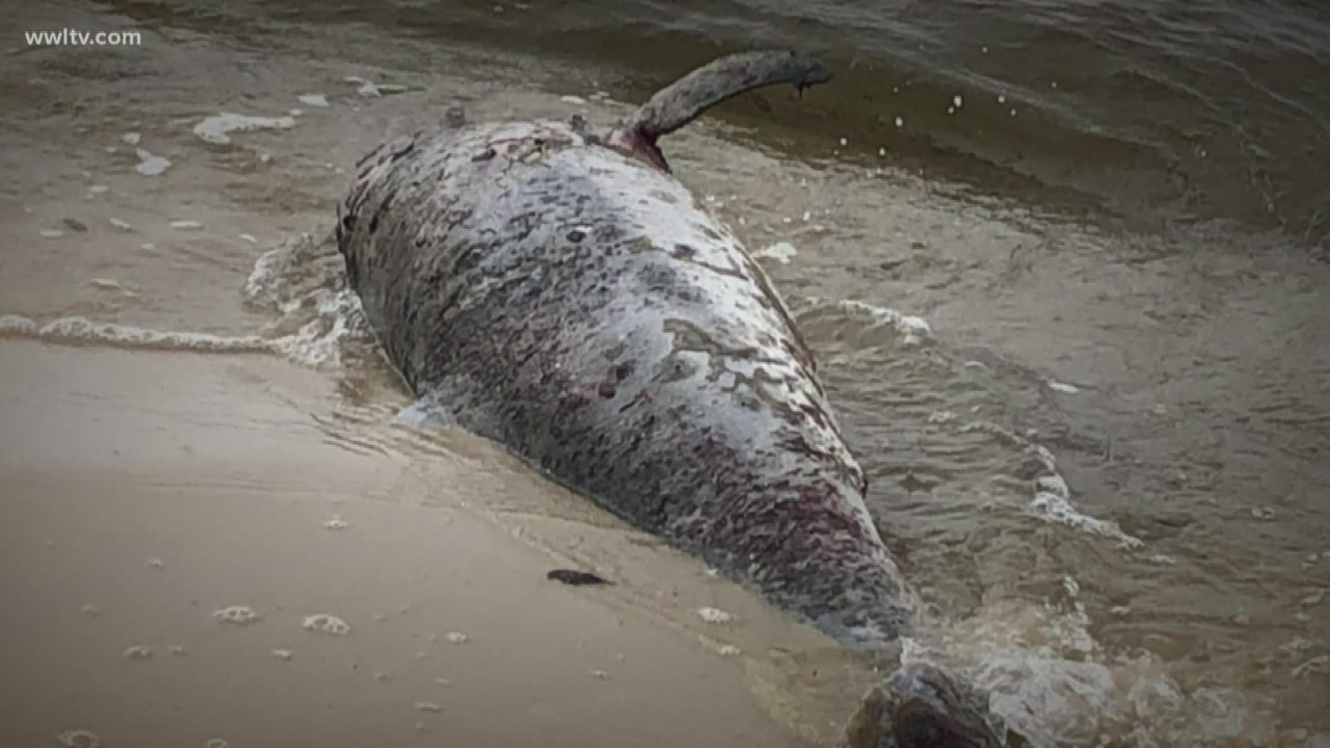 At the Institute for Marine Mammal Studies in Gulfport, Dr. Moby Solangi says dead dolphins are coming in from the Mississippi Sound at an alarming rate.