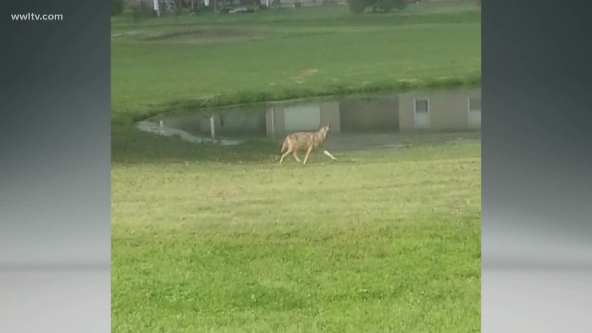 Residents have reported seeing coyotes roaming around in parts of Metairie. 