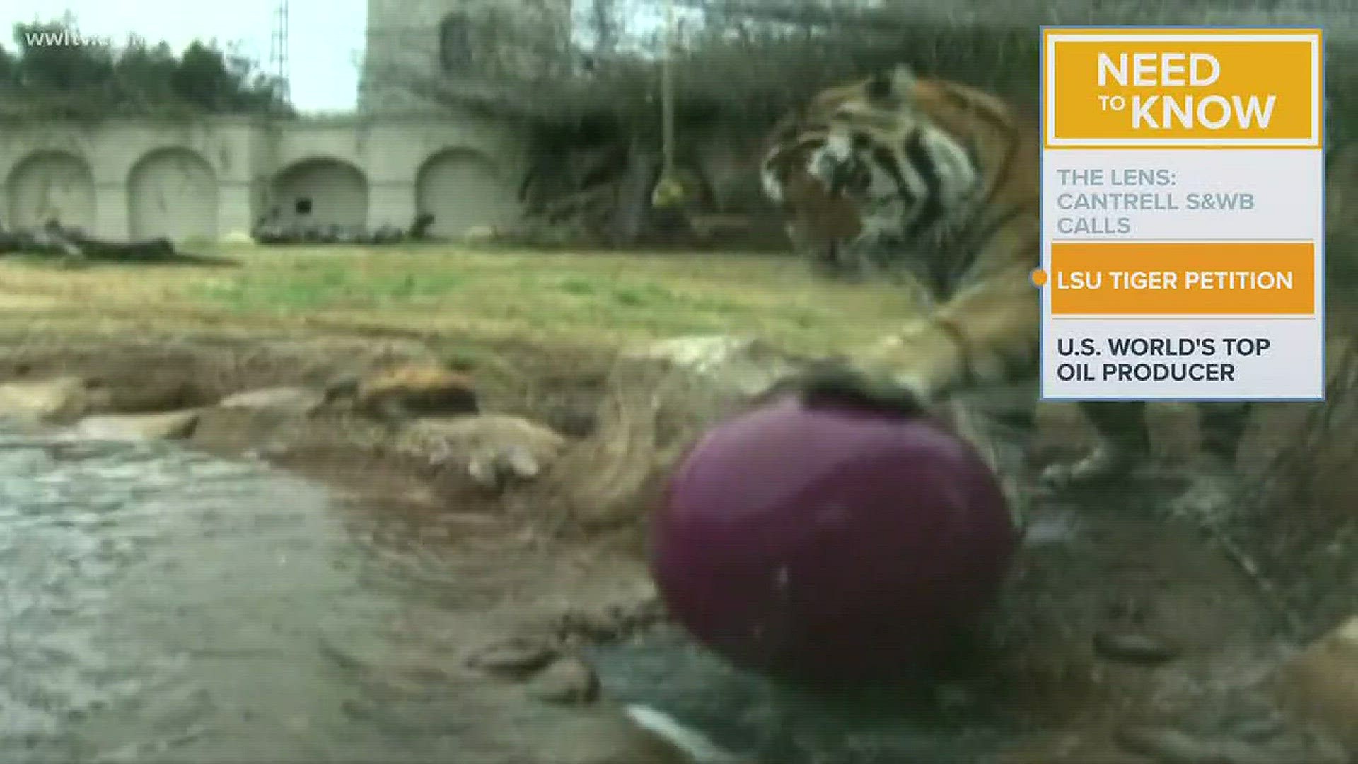 35,000 sign petition to 'release' LSU's Mike the Tiger